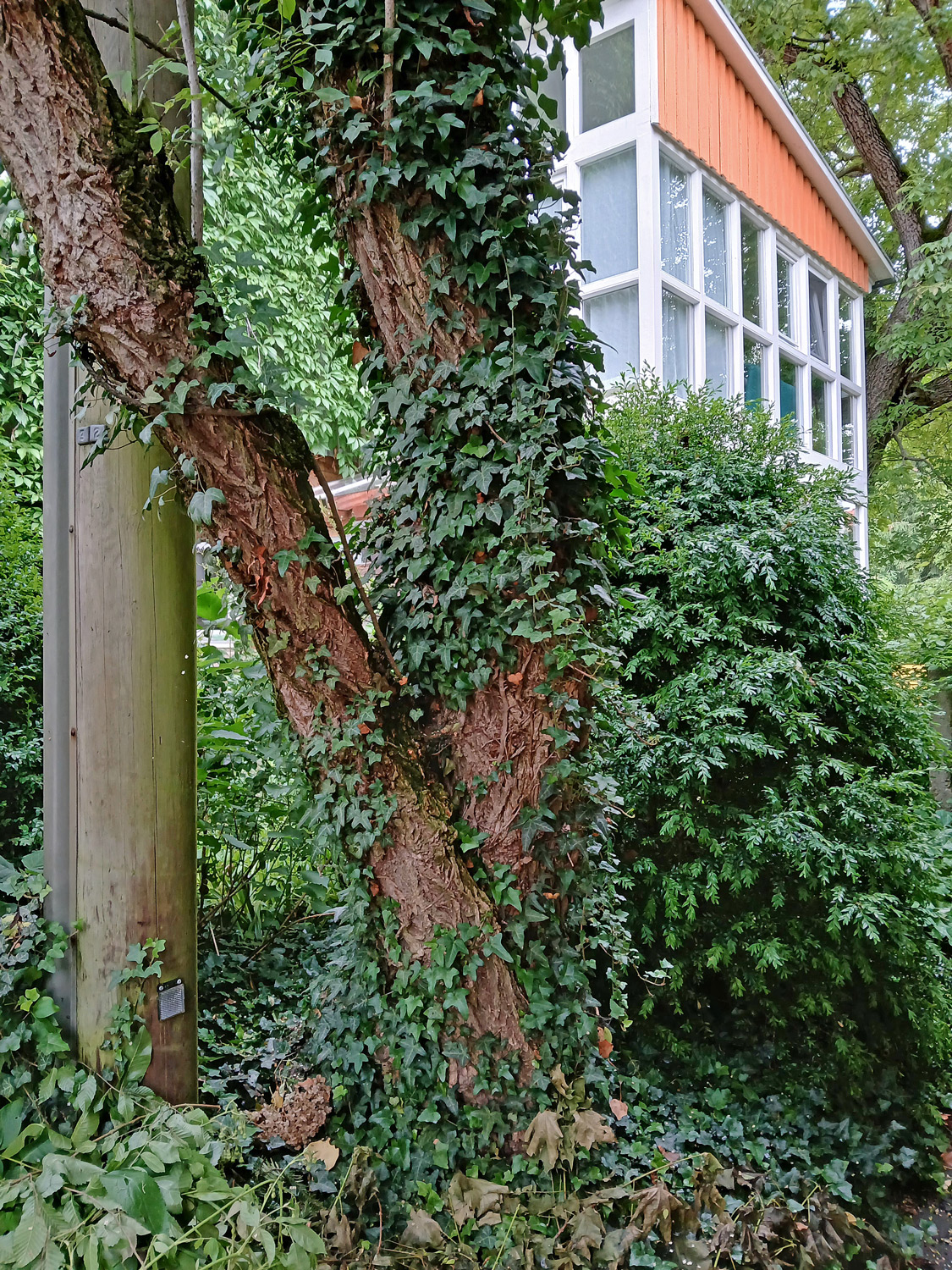Sambucus nigra - Kusterdingen-Mähringen - Juni 2025