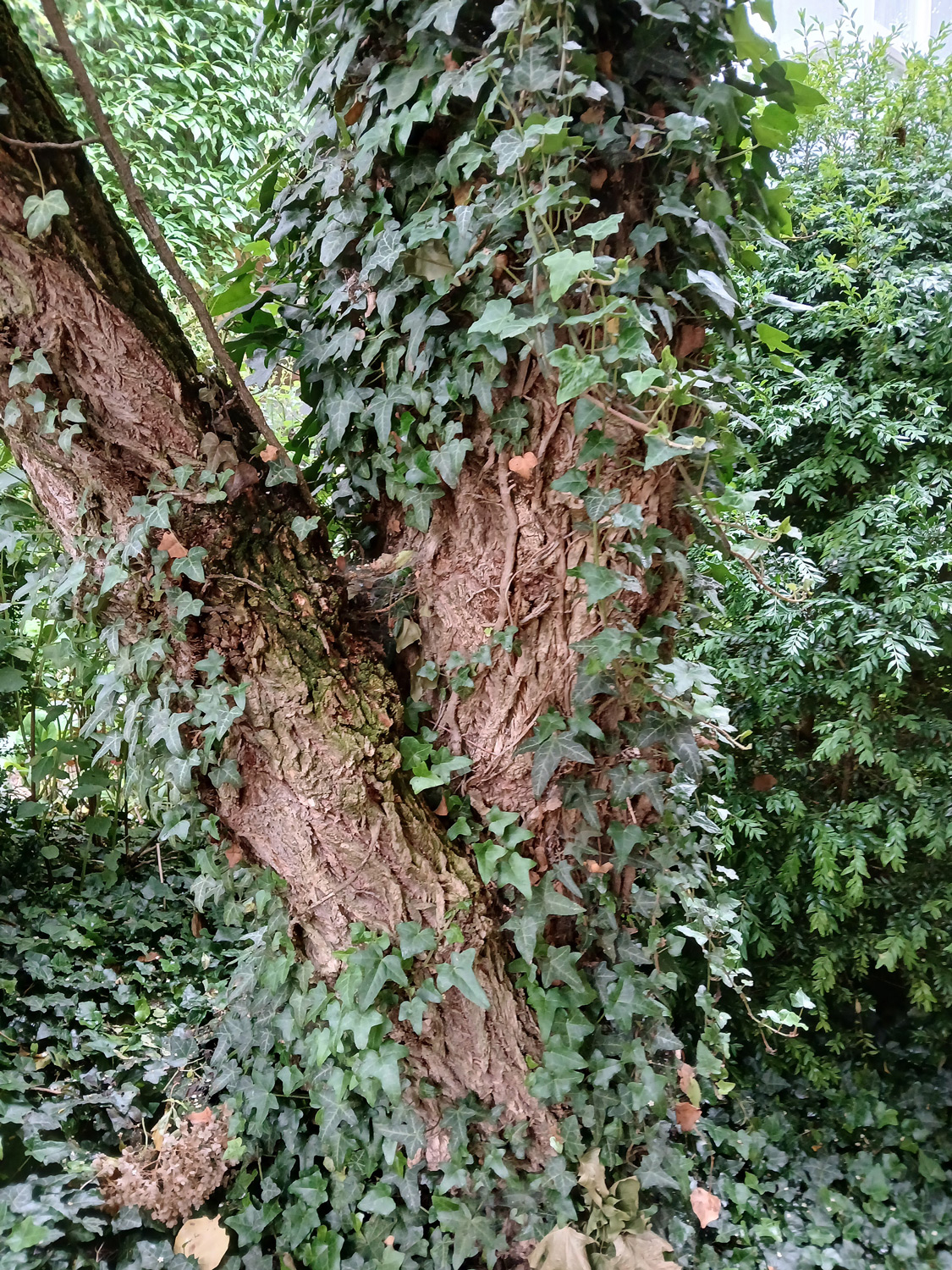 Sambucus nigra - Kusterdingen-Mähringen - Juni 2025