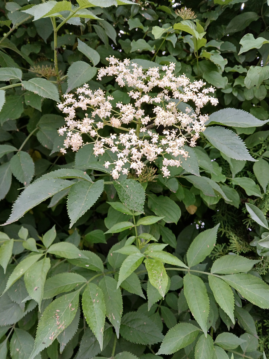 Sambucus nigra - Kusterdingen-Mähringen - Juni 2025