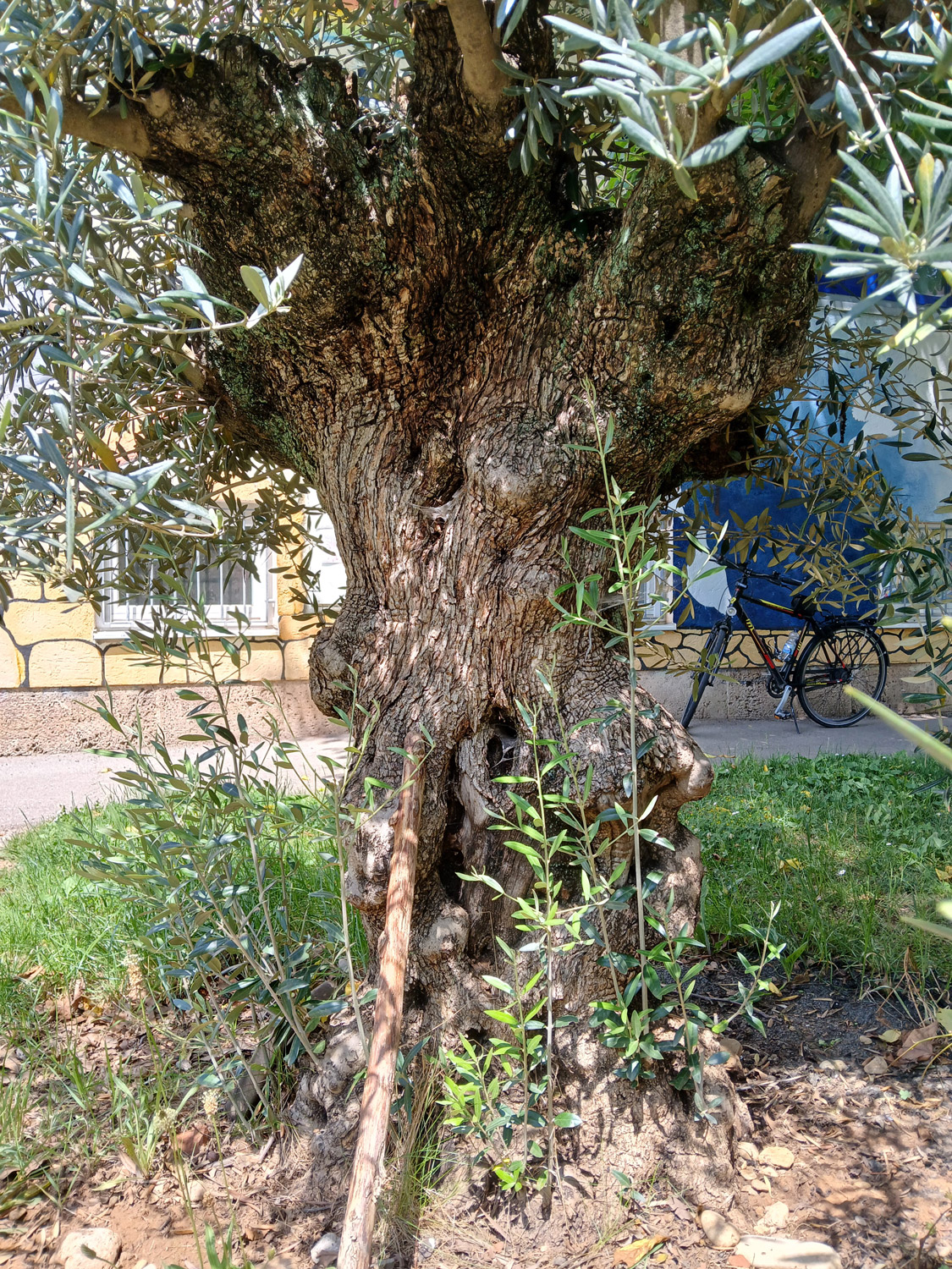 Olea europaea - Tübingen - Juni 2025