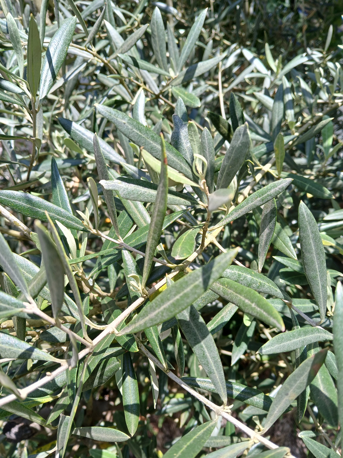 Olea europaea - Tübingen - Juni 2025