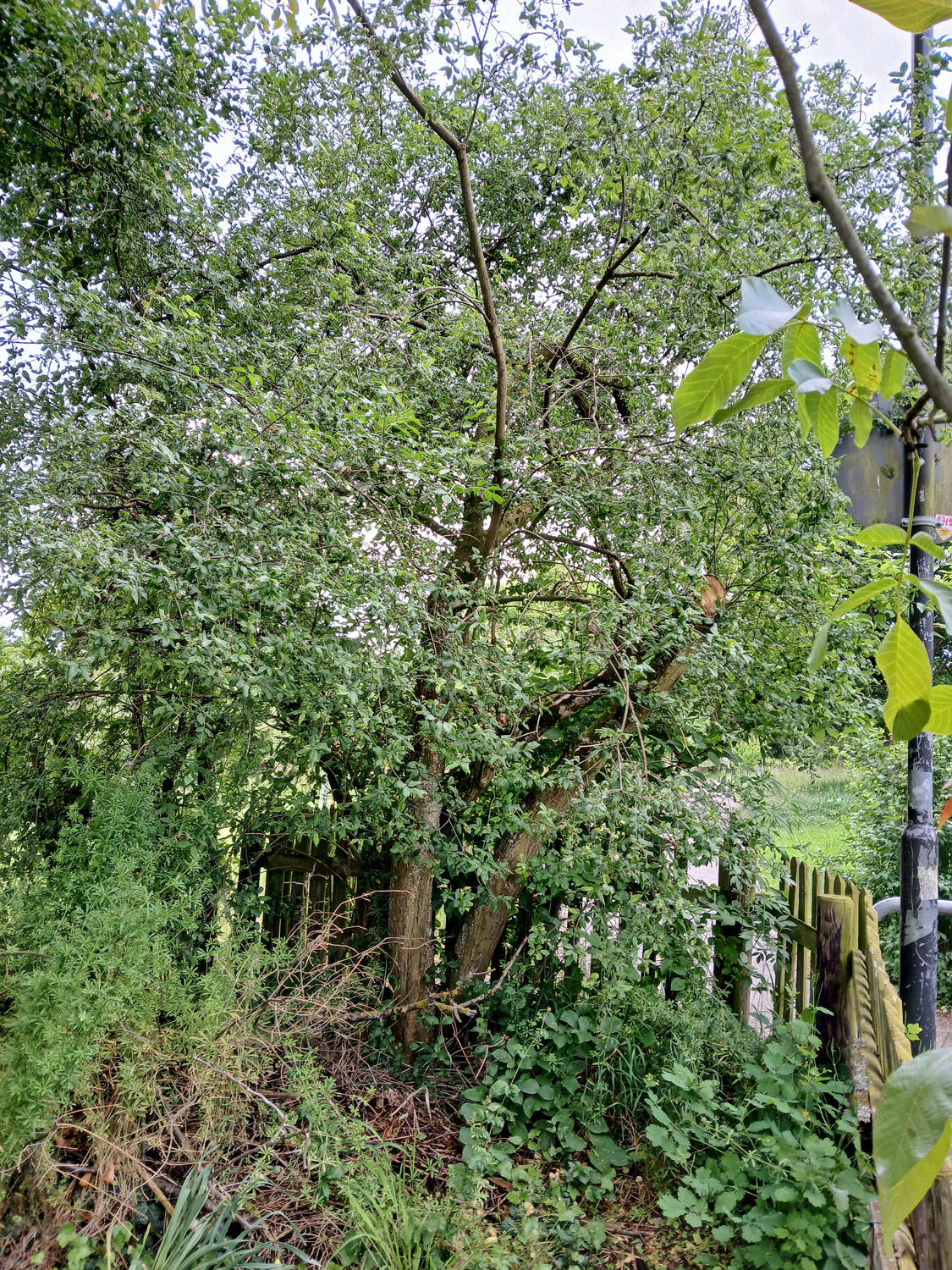 Euonymus europaeus - Nehren - Mai 2015