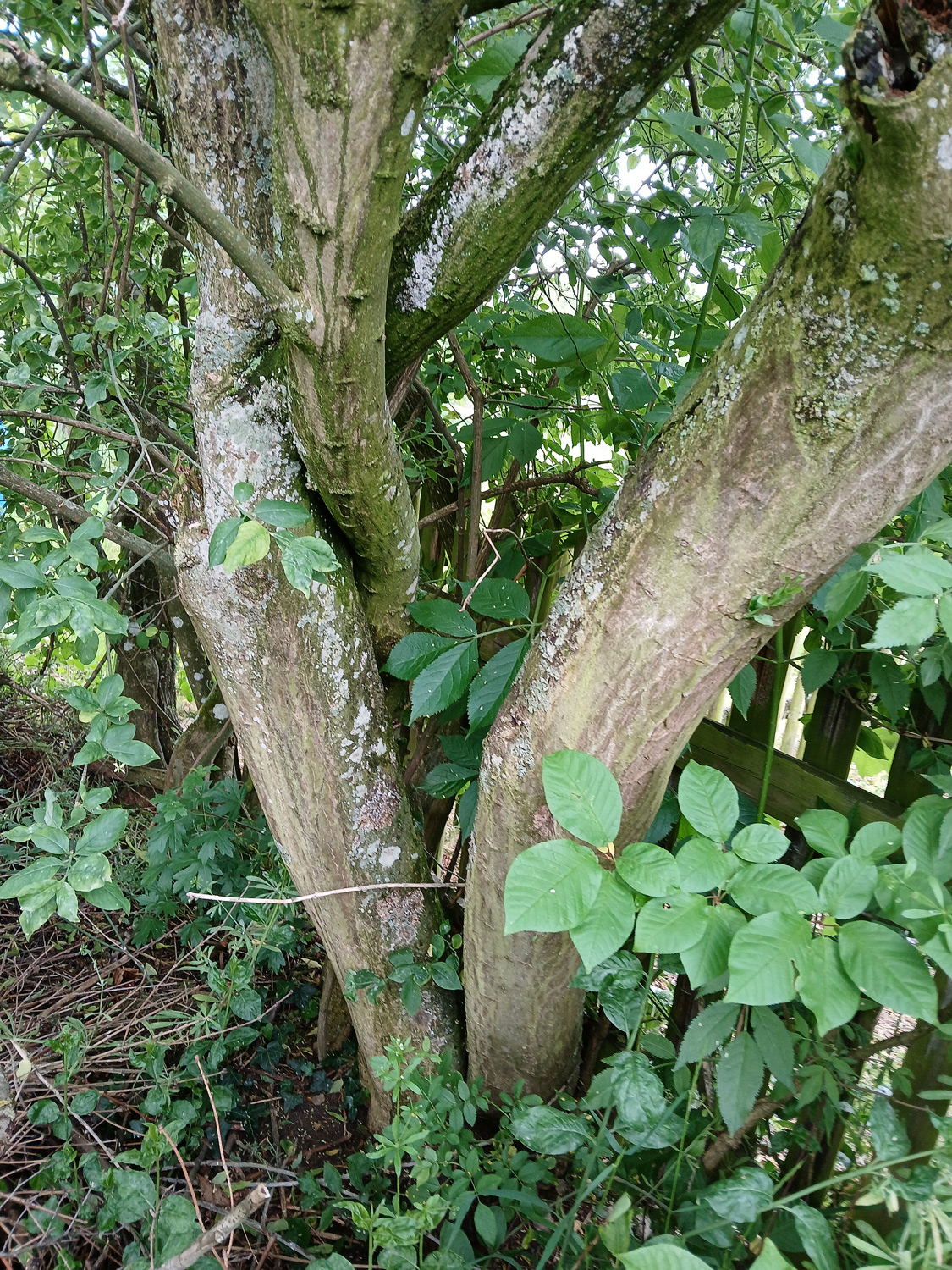 Euonymus europaeus - Nehren - Mai 2015