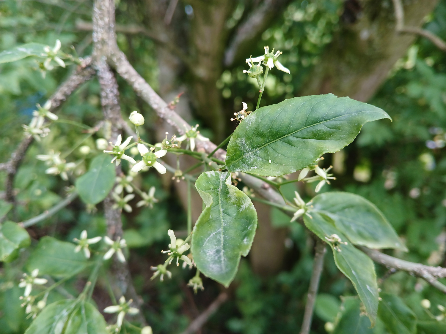 Euonymus europaeus - Nehren - Mai 2015