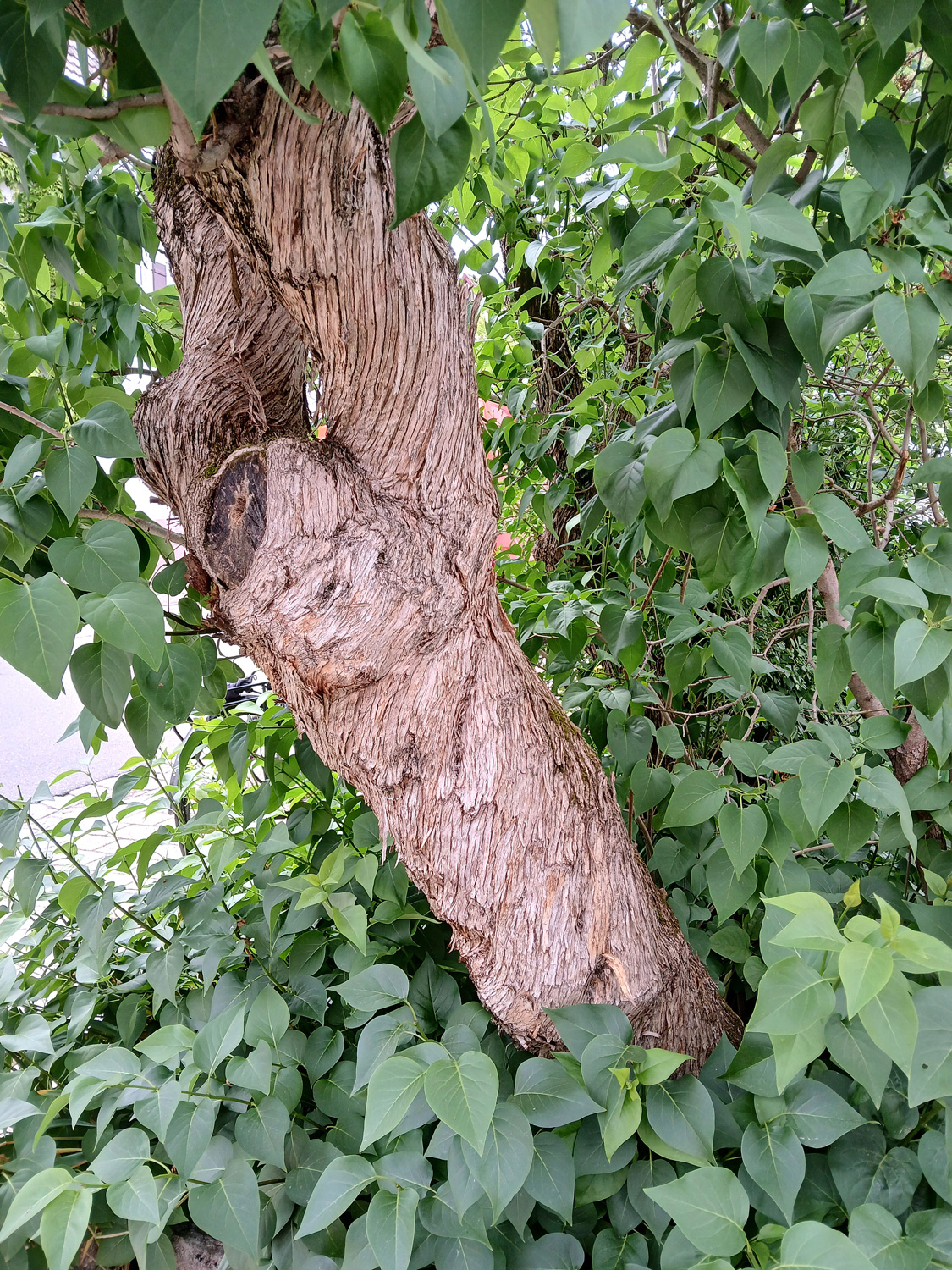 Syringa vulgaris - Nehren - Mai 2015