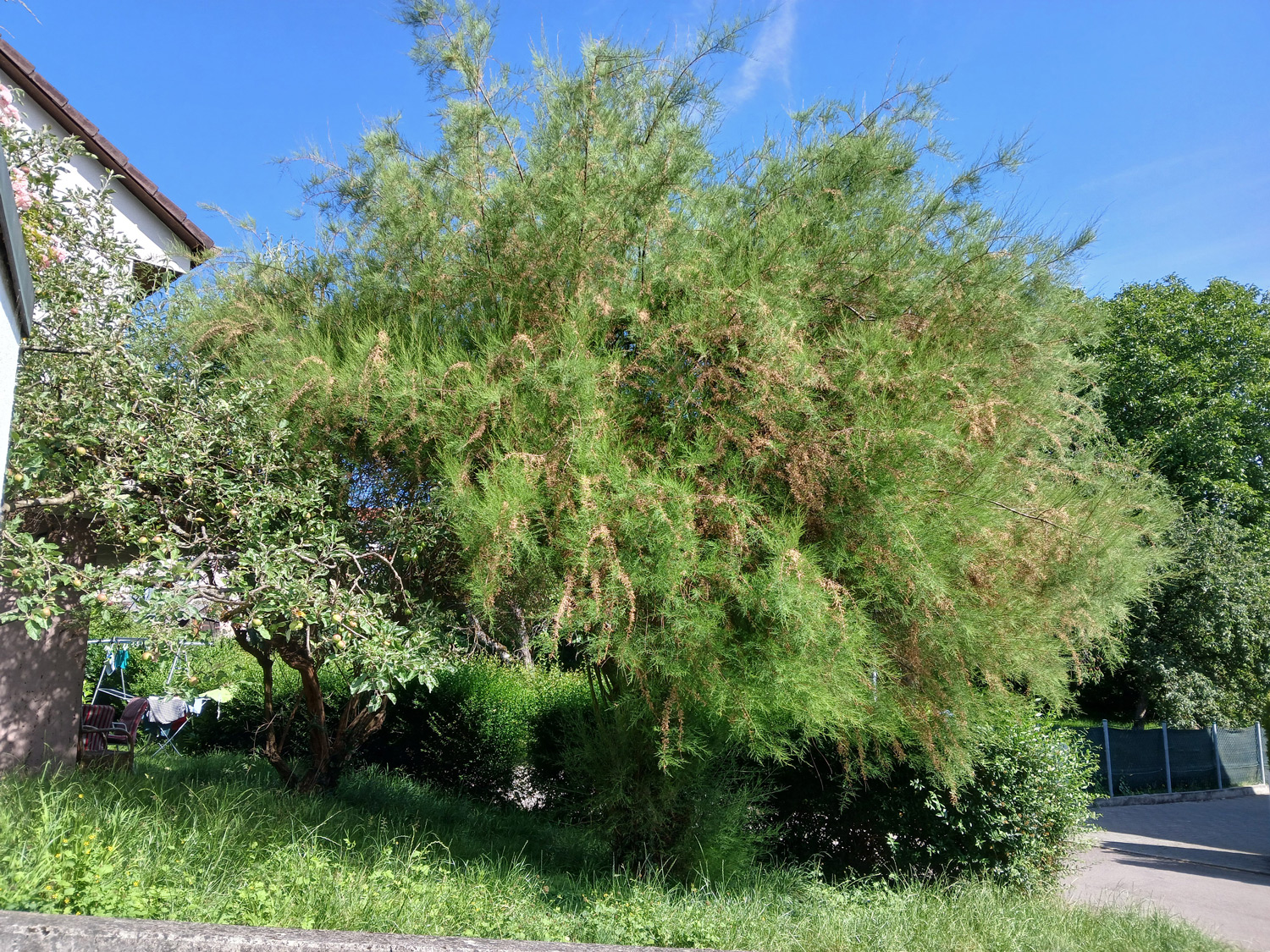 Tamarix tetandra var. parviflora - Kusterdingen - Juni 2025