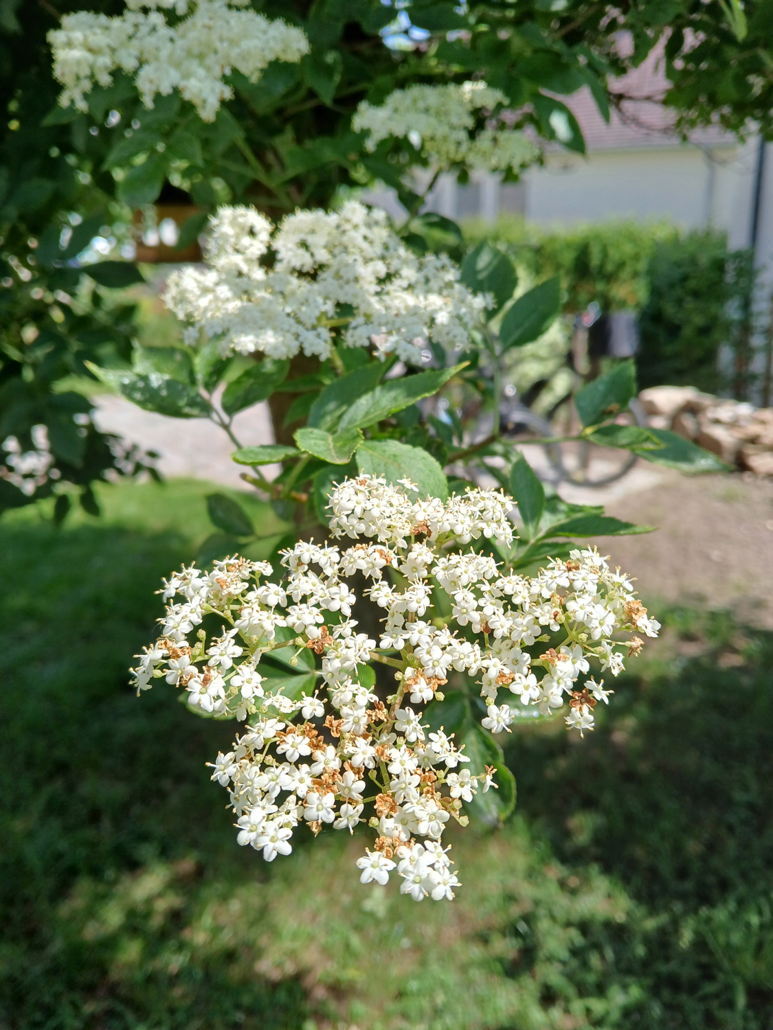 Sambucus nigra - Dusslingen - Juni 2025