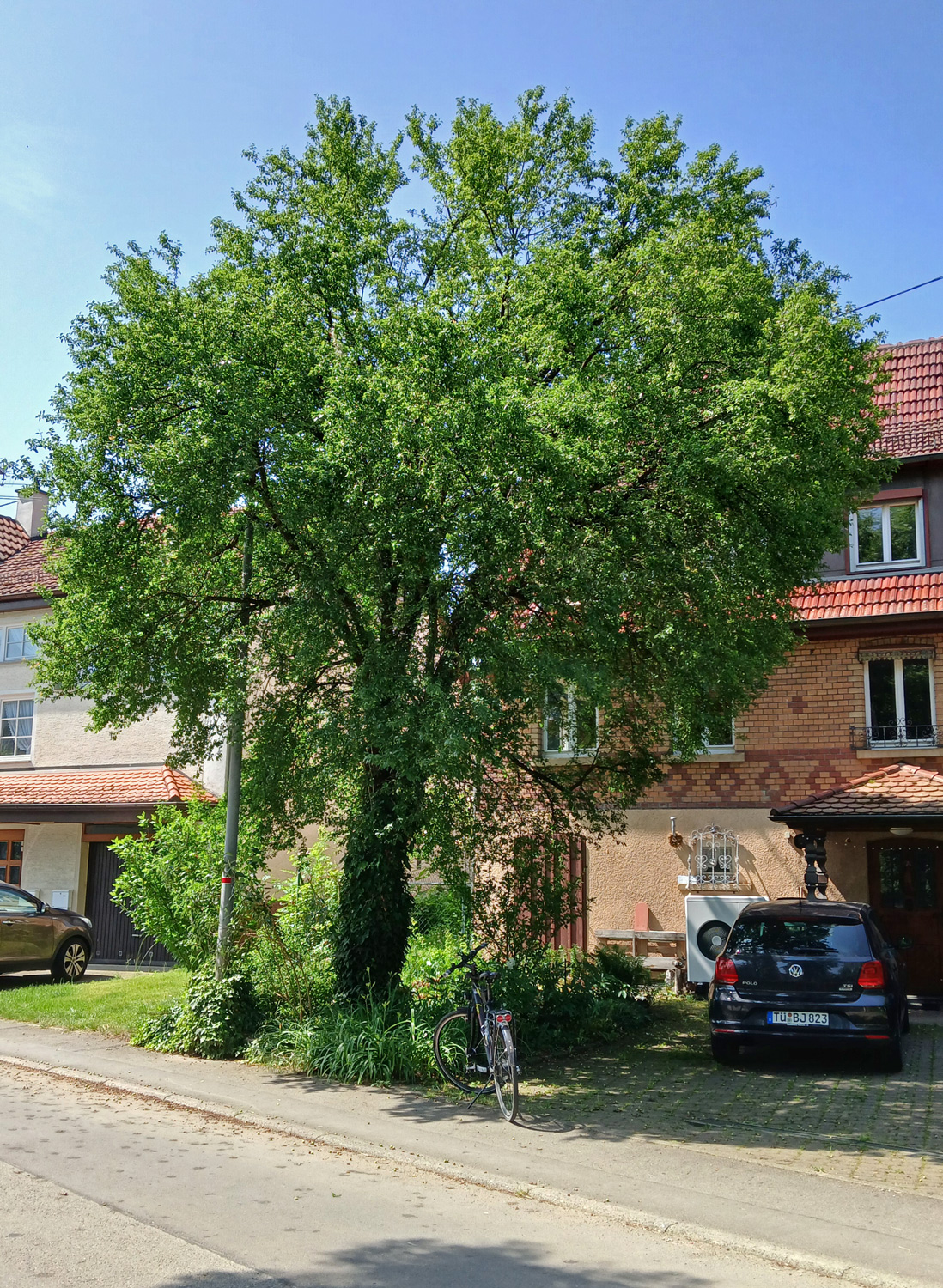 Prunus cerasifera - Dusslingen - Juni 2025