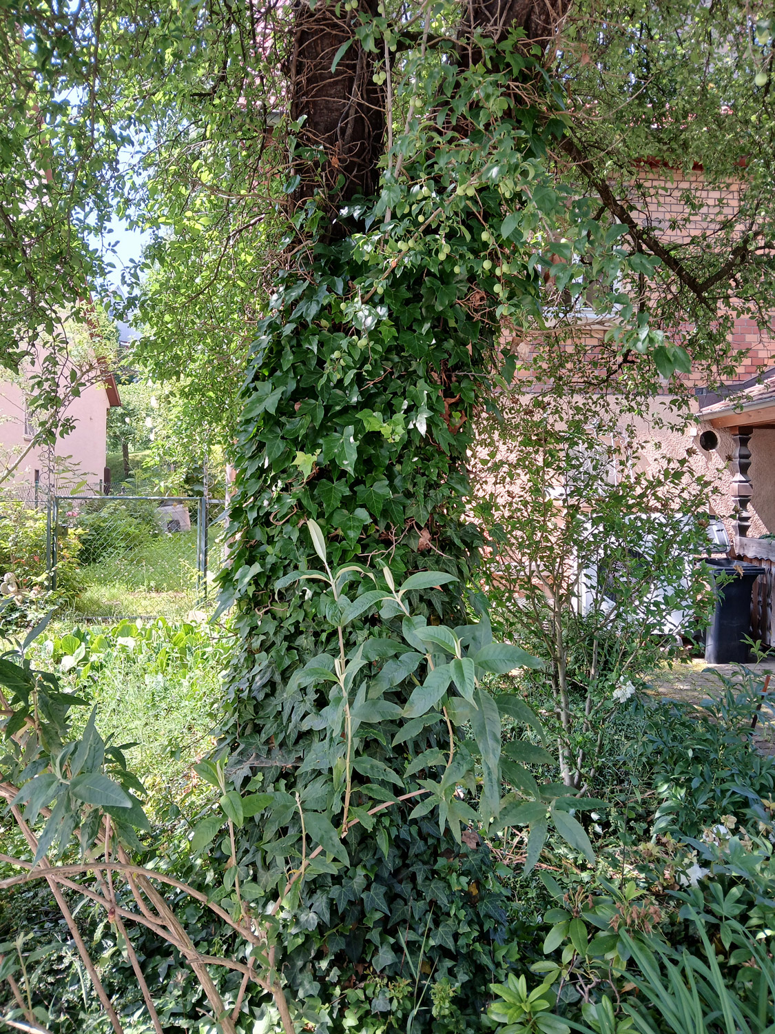 Prunus cerasifera - Dusslingen - Juni 2025