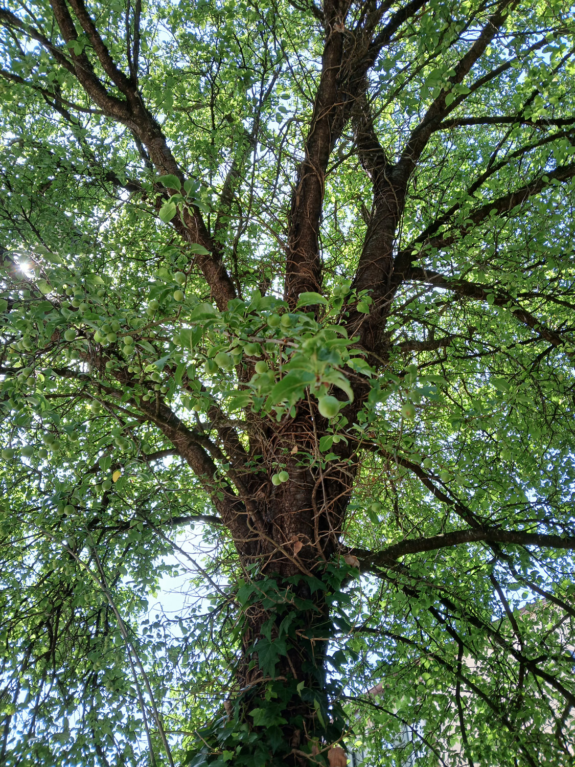 Prunus cerasifera - Dusslingen - Juni 2025