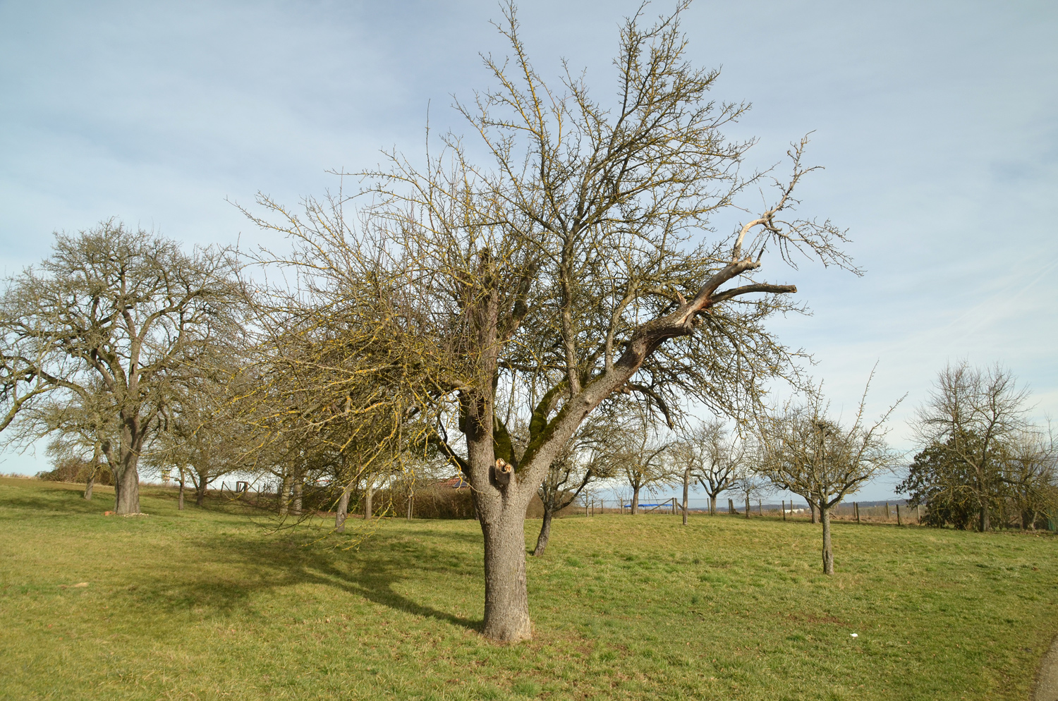 Malus domestica 'Rheinischer Bohnapfel' - Filderstadt-Bonlanden - Febr. 2024
