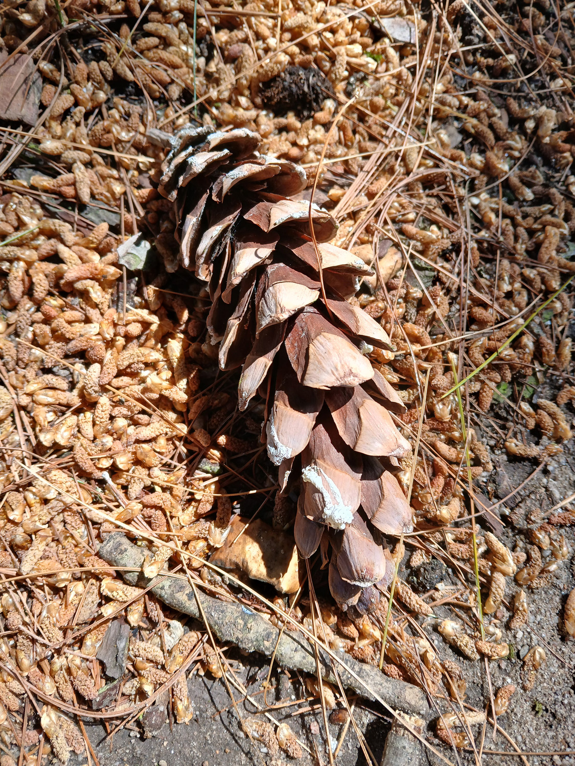 Pinus strobus - Tübingen - Juni 2025
