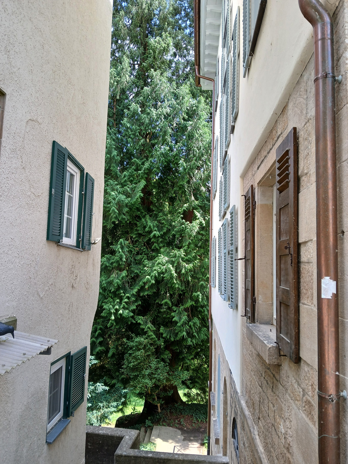 Thuja plicata - Tübingen - Juni 2025