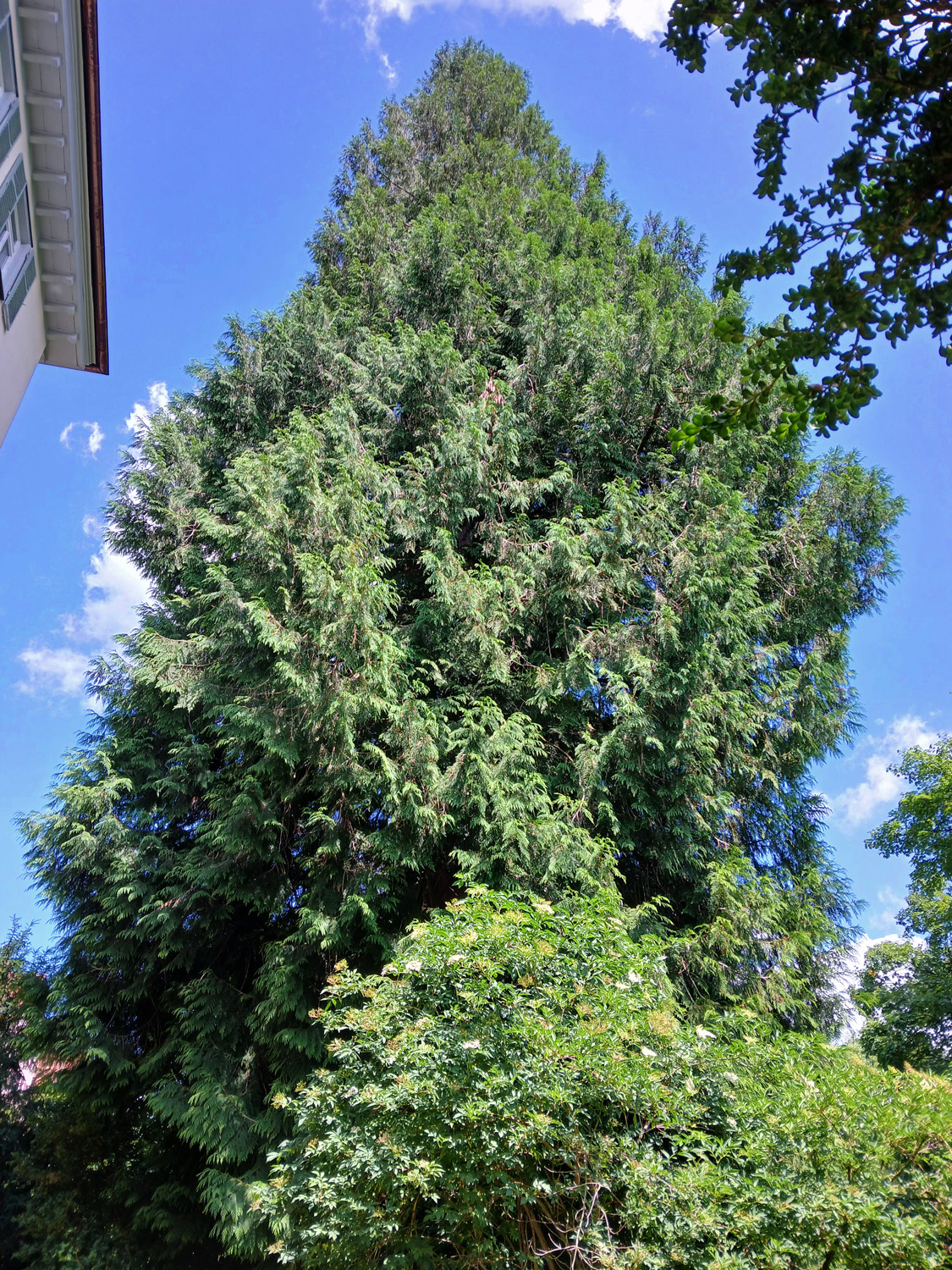 Thuja plicata - Tübingen - Juni 2025