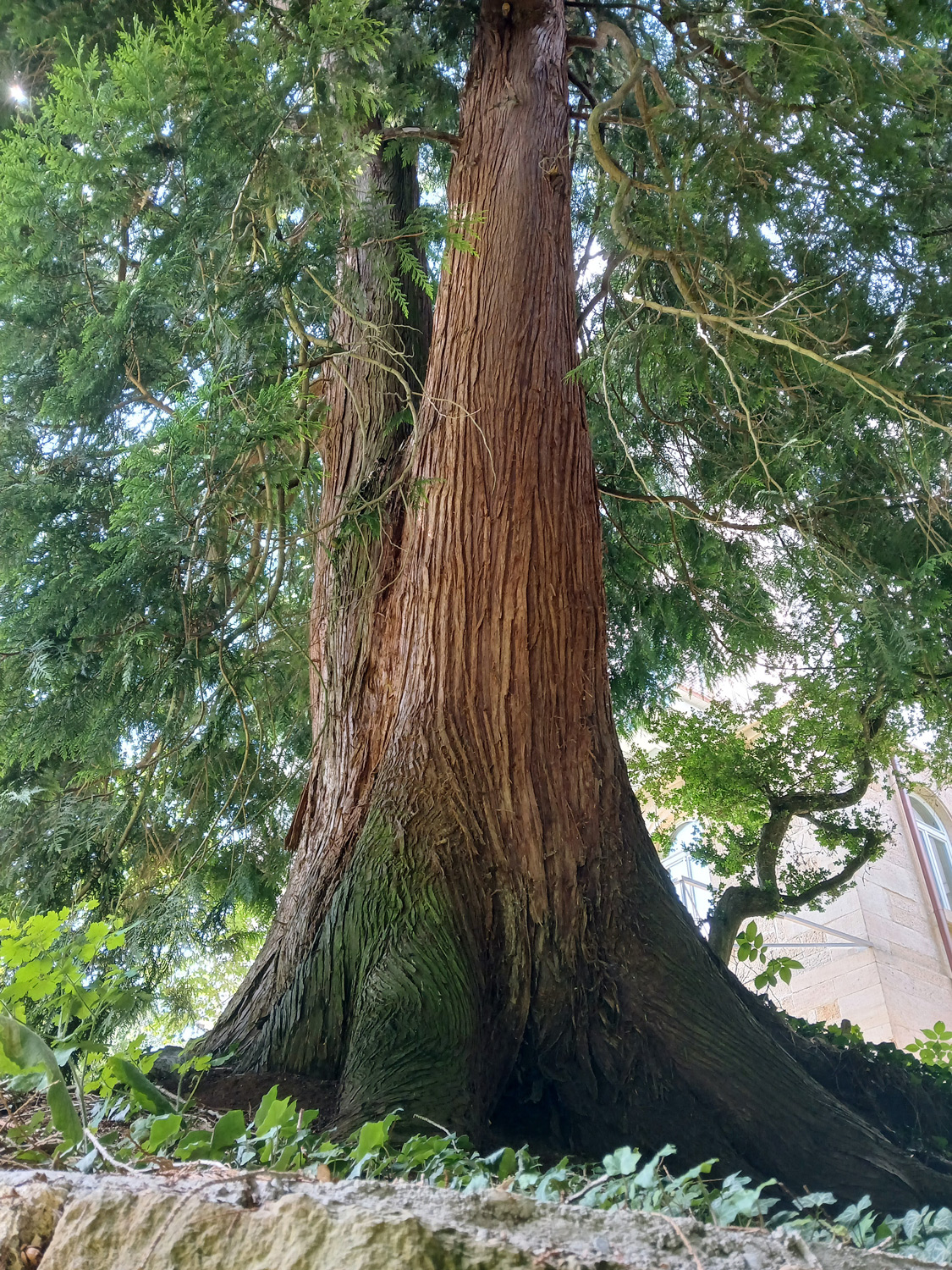 Thuja plicata - Tübingen - Juni 2025