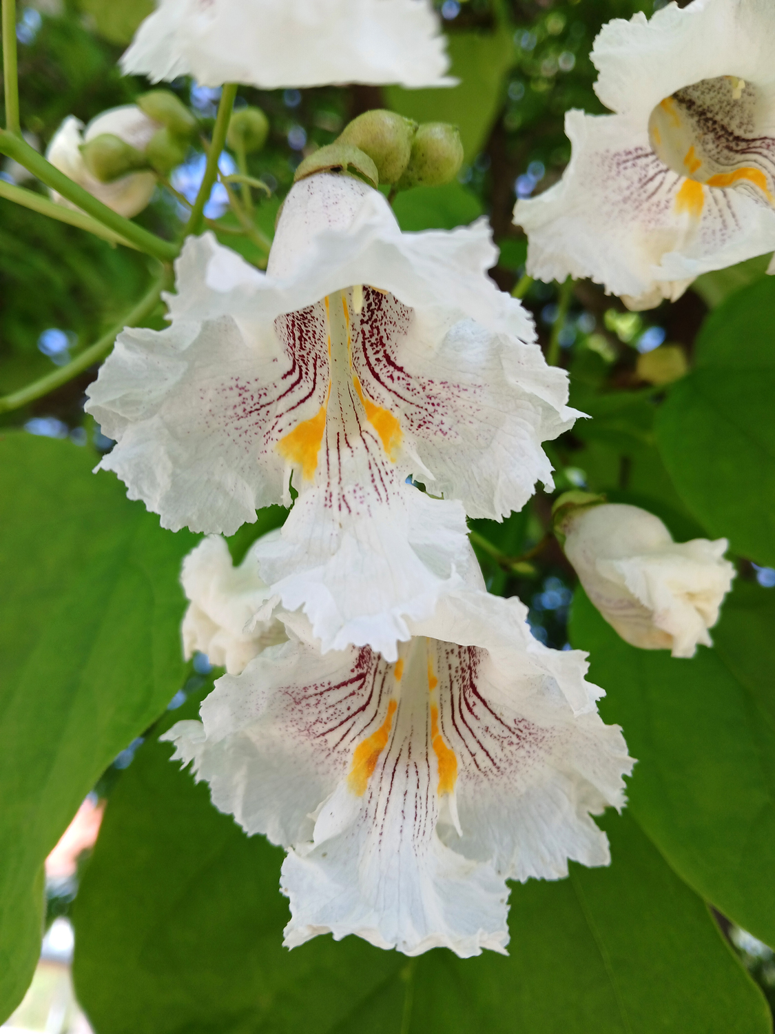 Catalpa speciosa - Kusterdingen-Immenhausen - Juni 2025