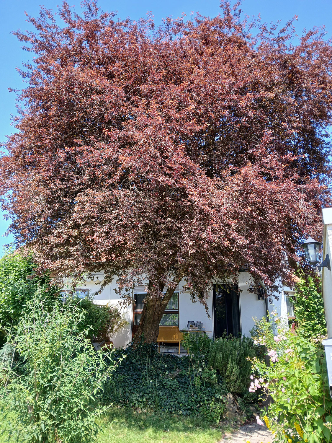 Prunus cerasifera 'Pissardii' - Kusterdingen-Immenhausen - Juni 2025