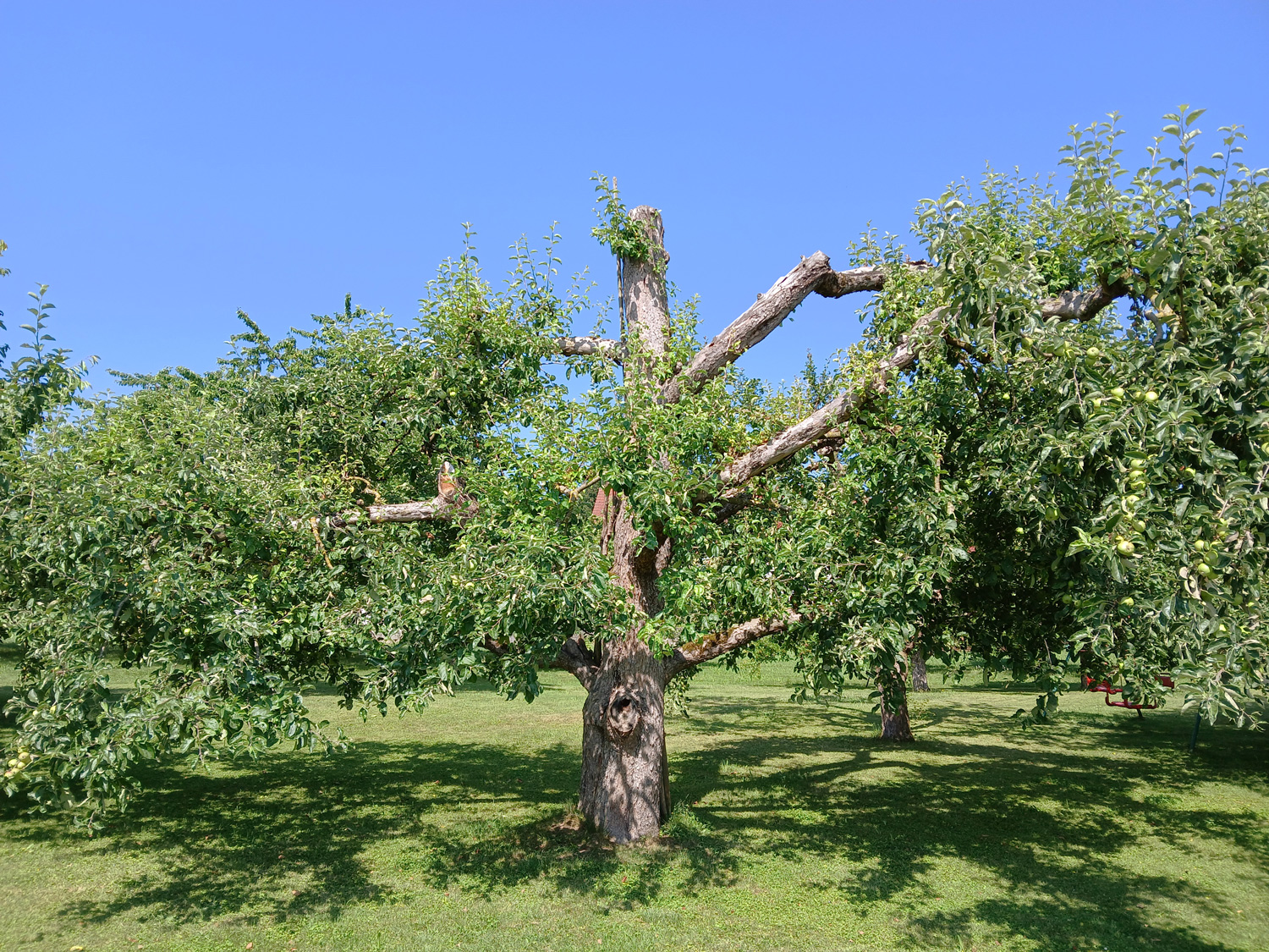 Malus domestica 'Gravensteiner' - Kusterdingen-Mähringen - Juni 2025