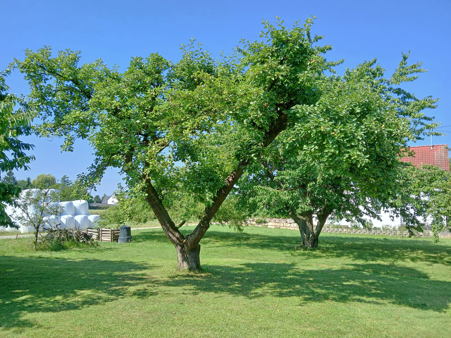 Malus domestica 'Schöner von Boskoop' - Kusterdingen-Mähringen - Juni 2025