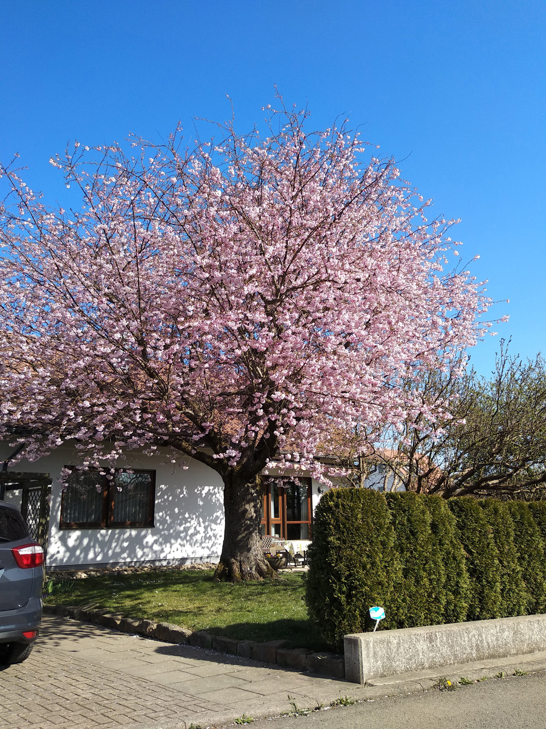 Prunus serrulata 'Kiku-Shidare-Sakura' - Kusterdingen - März 2022