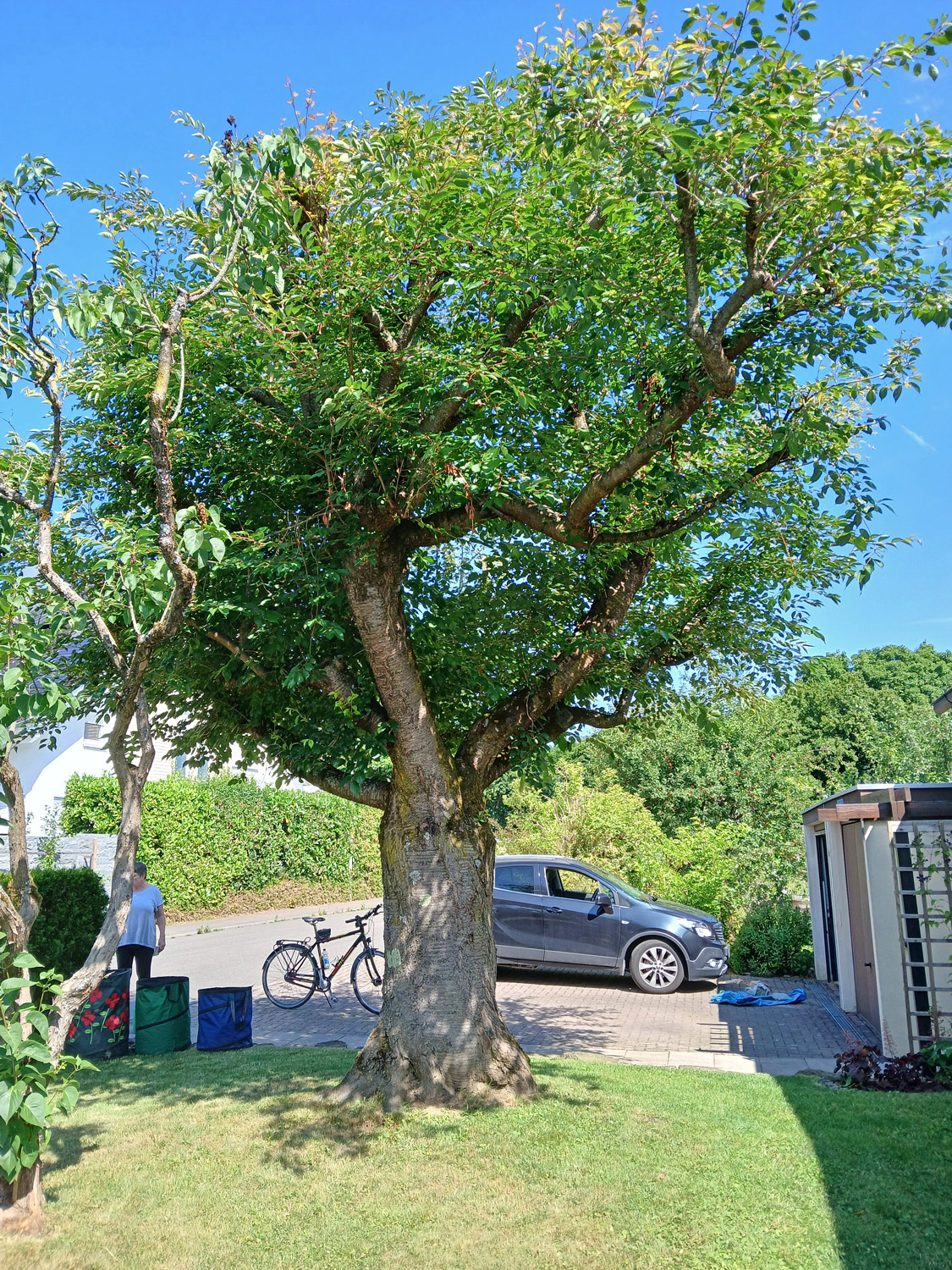 Prunus serrulata 'Kiku-Shidare-Sakura' - Kusterdingen - Juni 2025