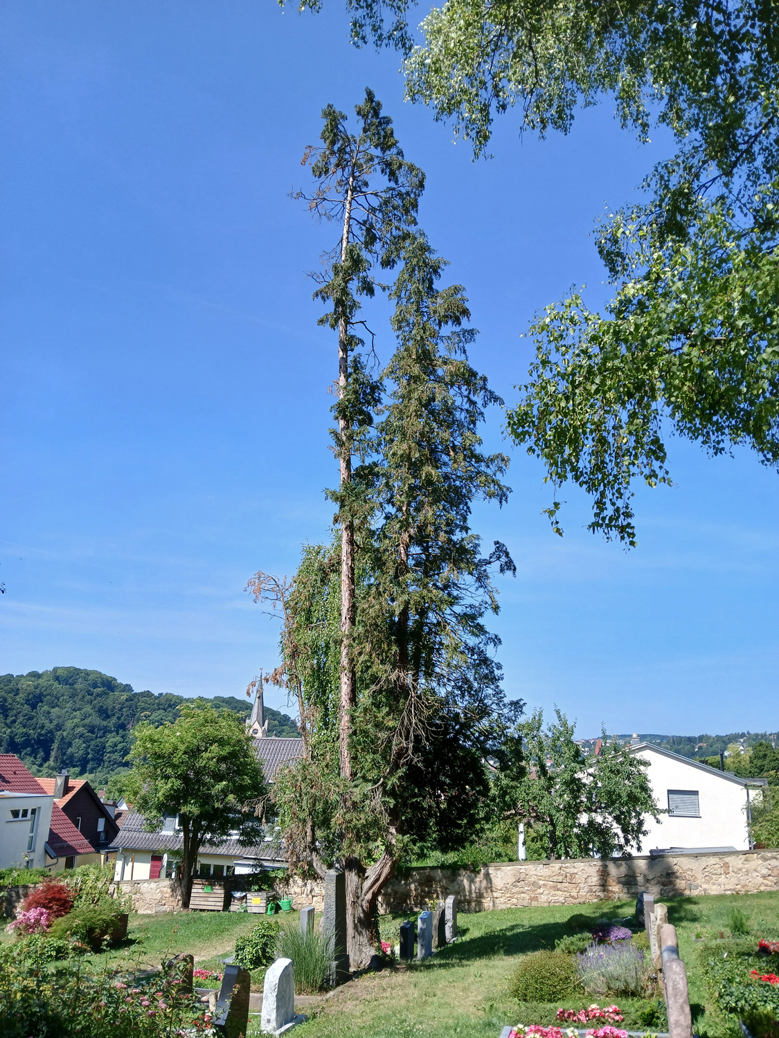 Chamaecyparis lawsoniana 'Alumii' - Tübingen-Lustnau - Juni 2025