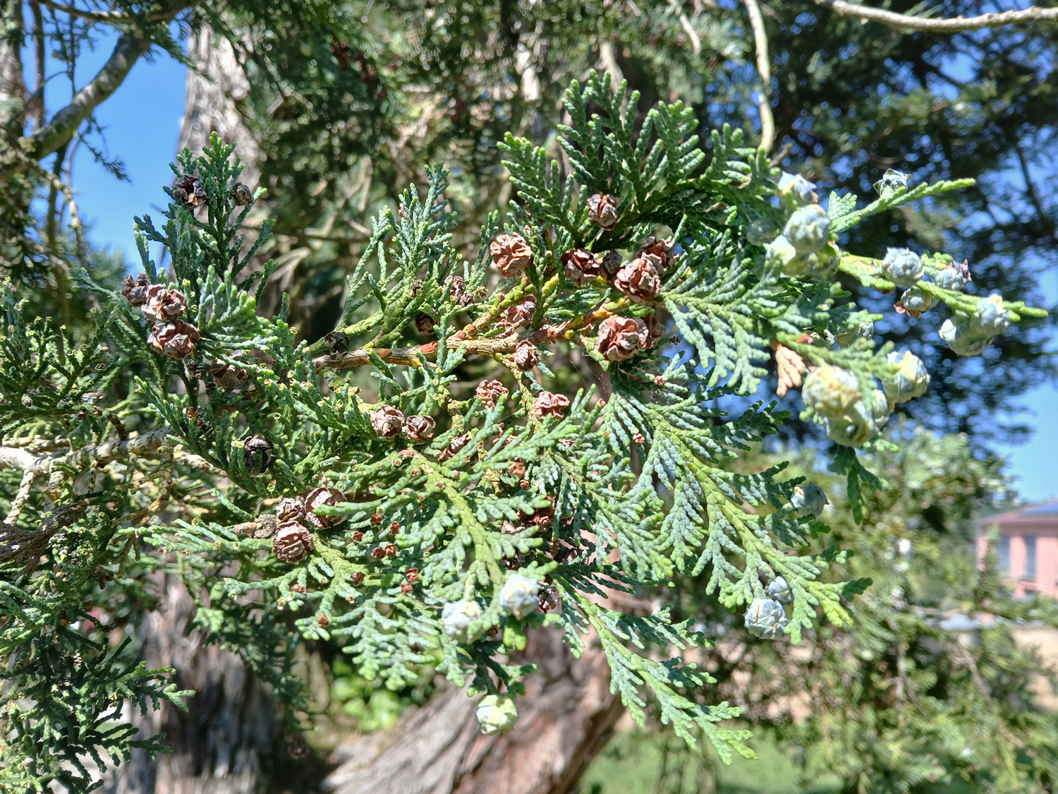 Chamaecyparis lawsoniana 'Alumii' - Tübingen-Lustnau - Juni 2025