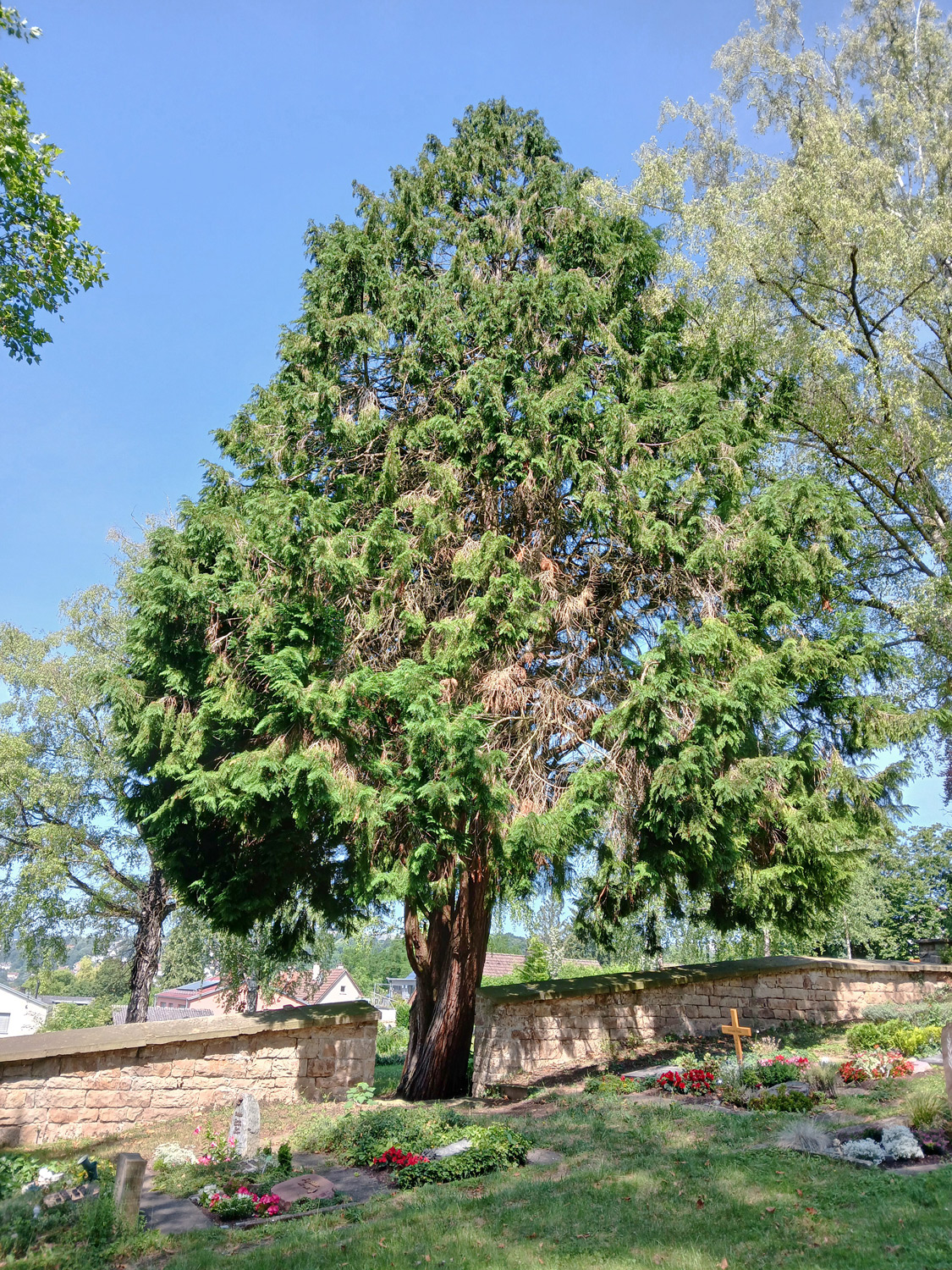 Chamaecyparis lawsoniana - Tübingen-Lustnau - Juni 2025