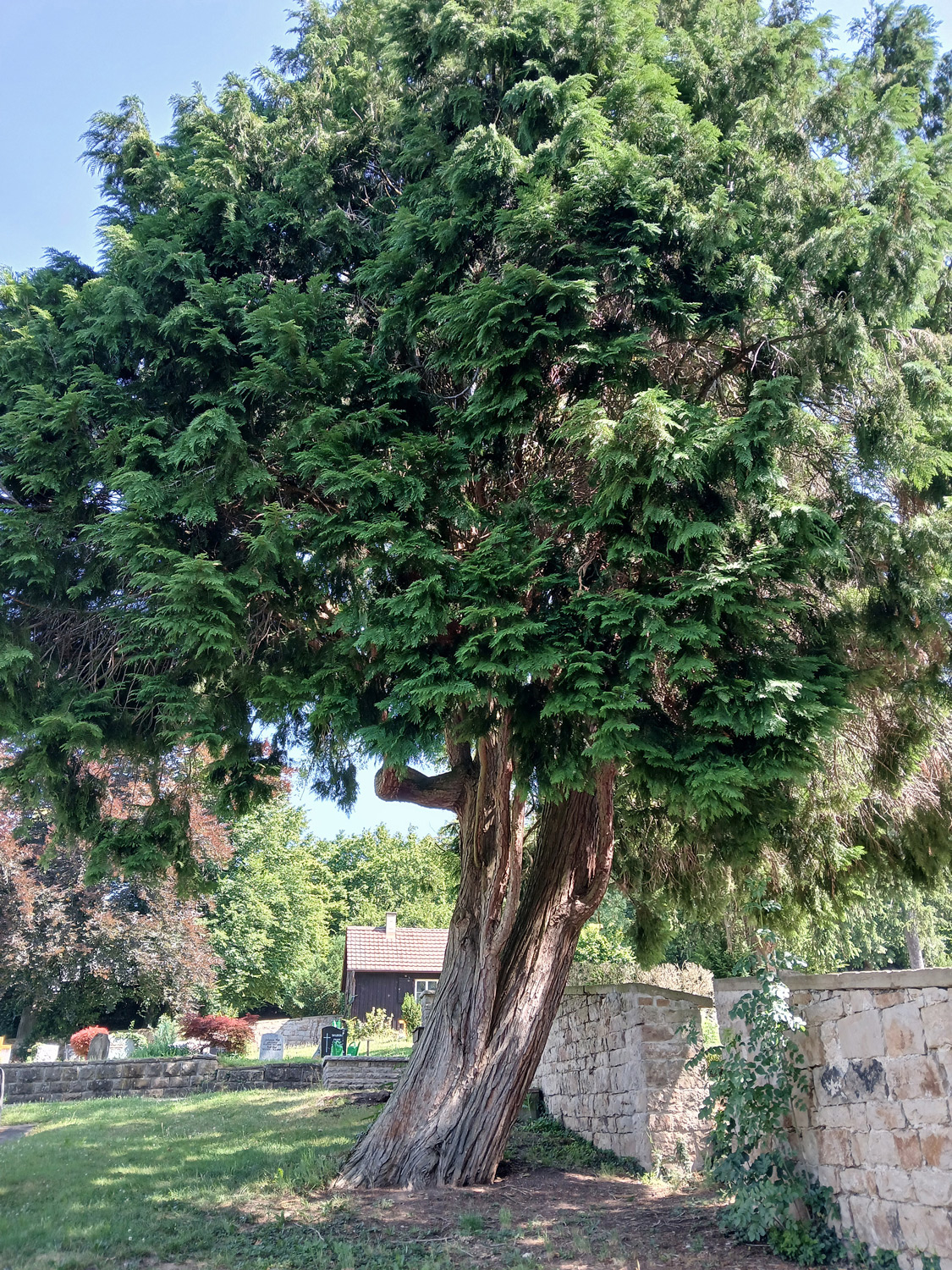 Chamaecyparis lawsoniana - Tübingen-Lustnau - Juni 2025