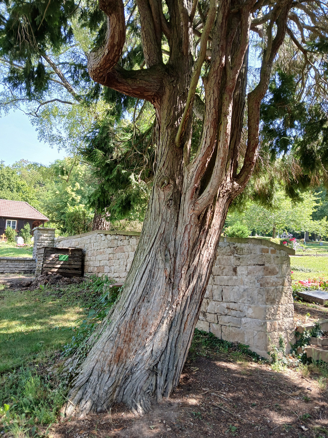 Chamaecyparis lawsoniana - Tübingen-Lustnau - Juni 2025