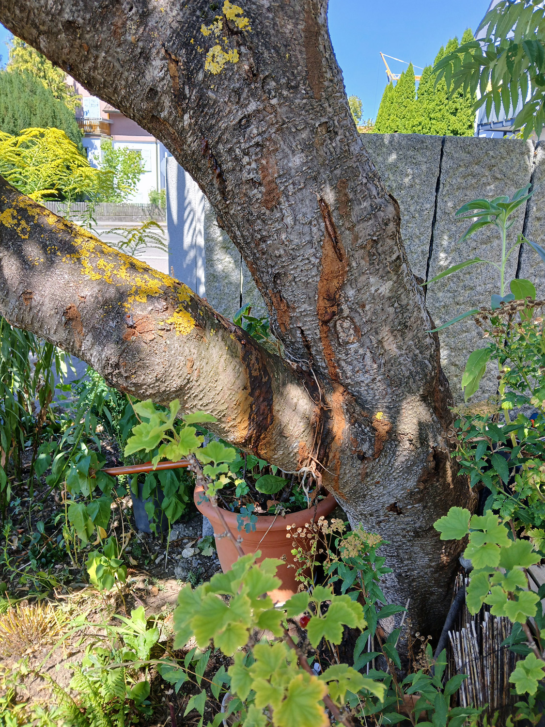 Rhus typhina - Gomaringen - August 2025