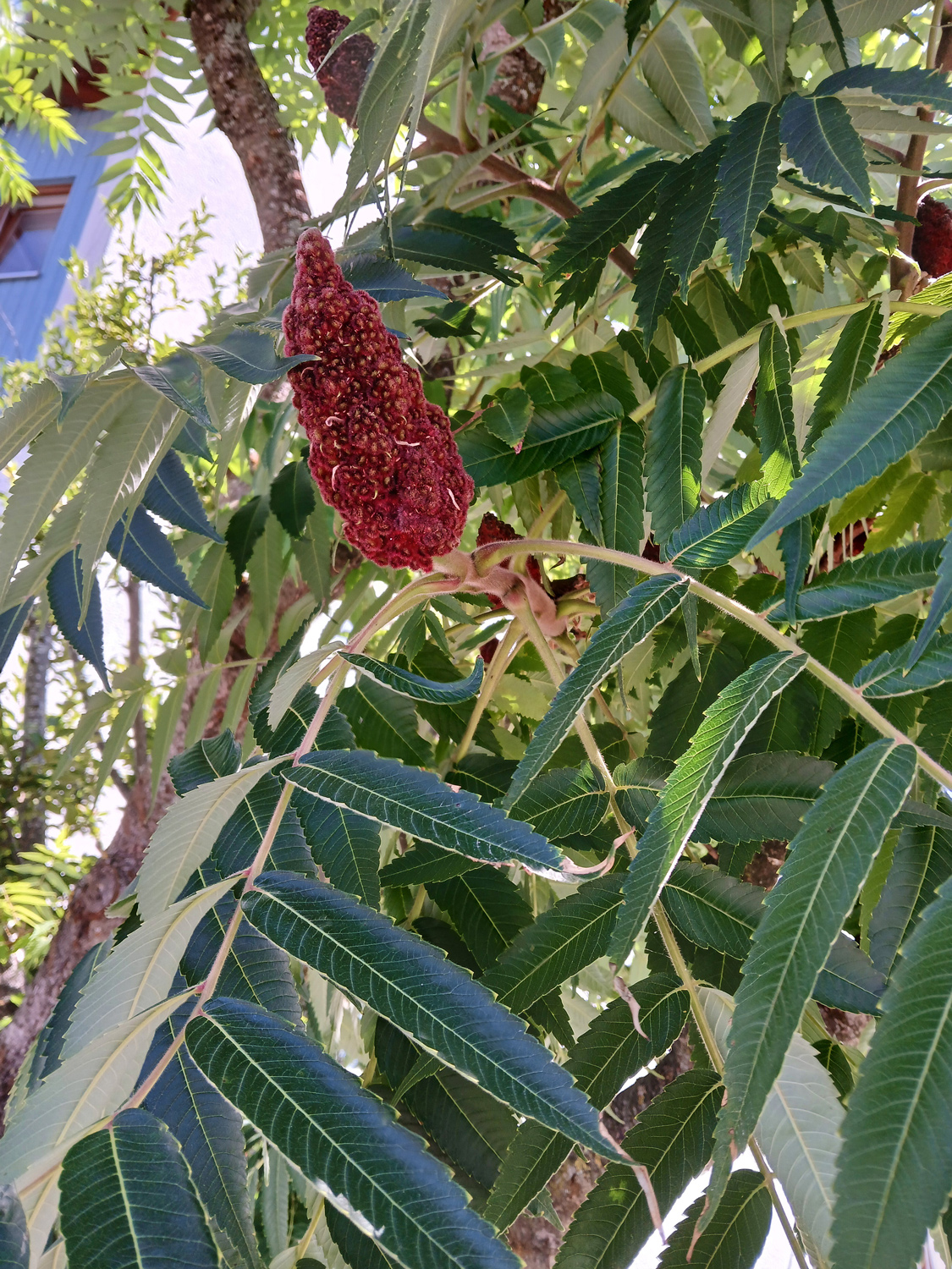 Rhus typhina - Gomaringen - August 2025