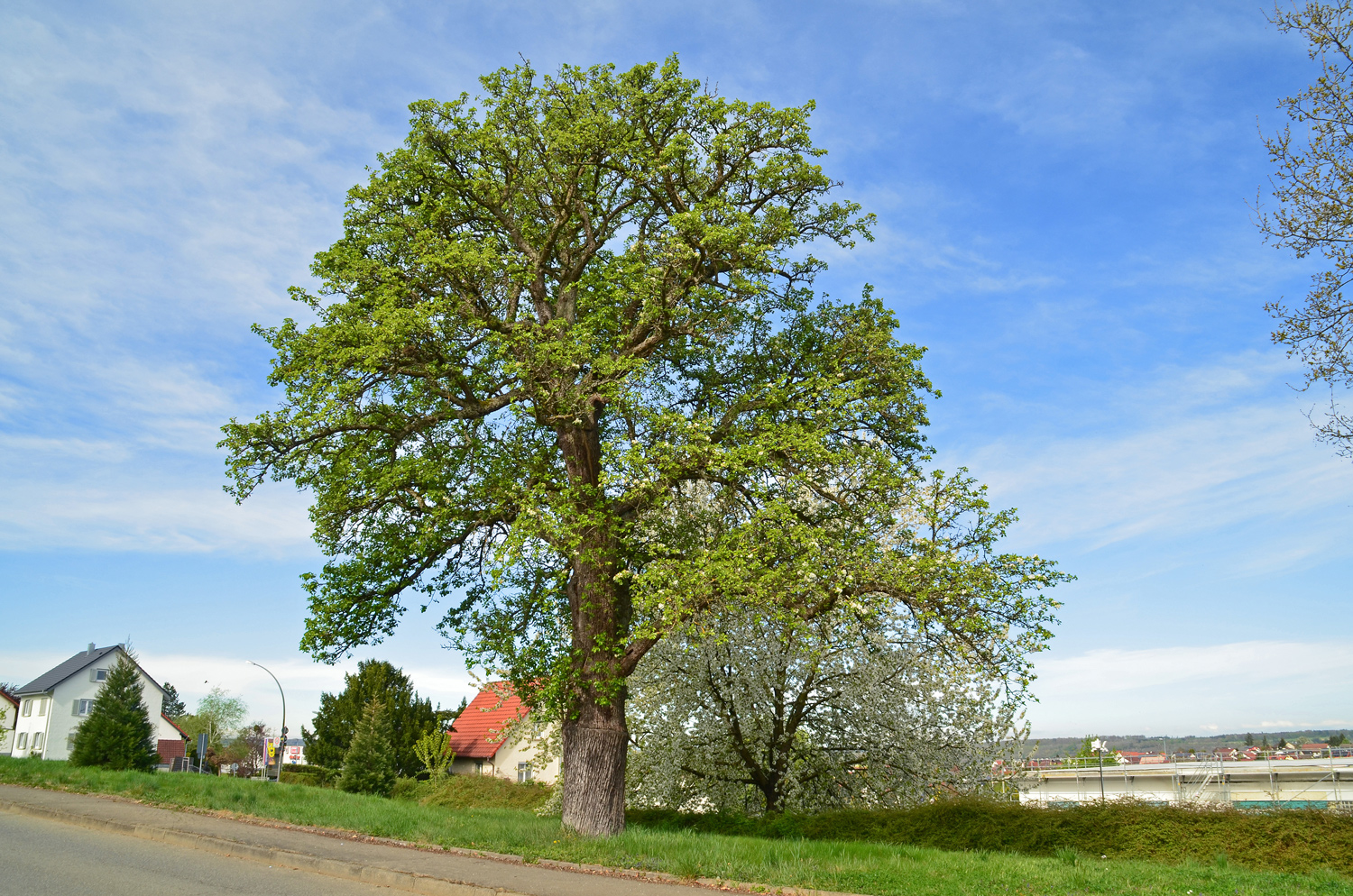 Pyrus communis 'Sievenicher Mostbirne' - Gomaringen - August 2025