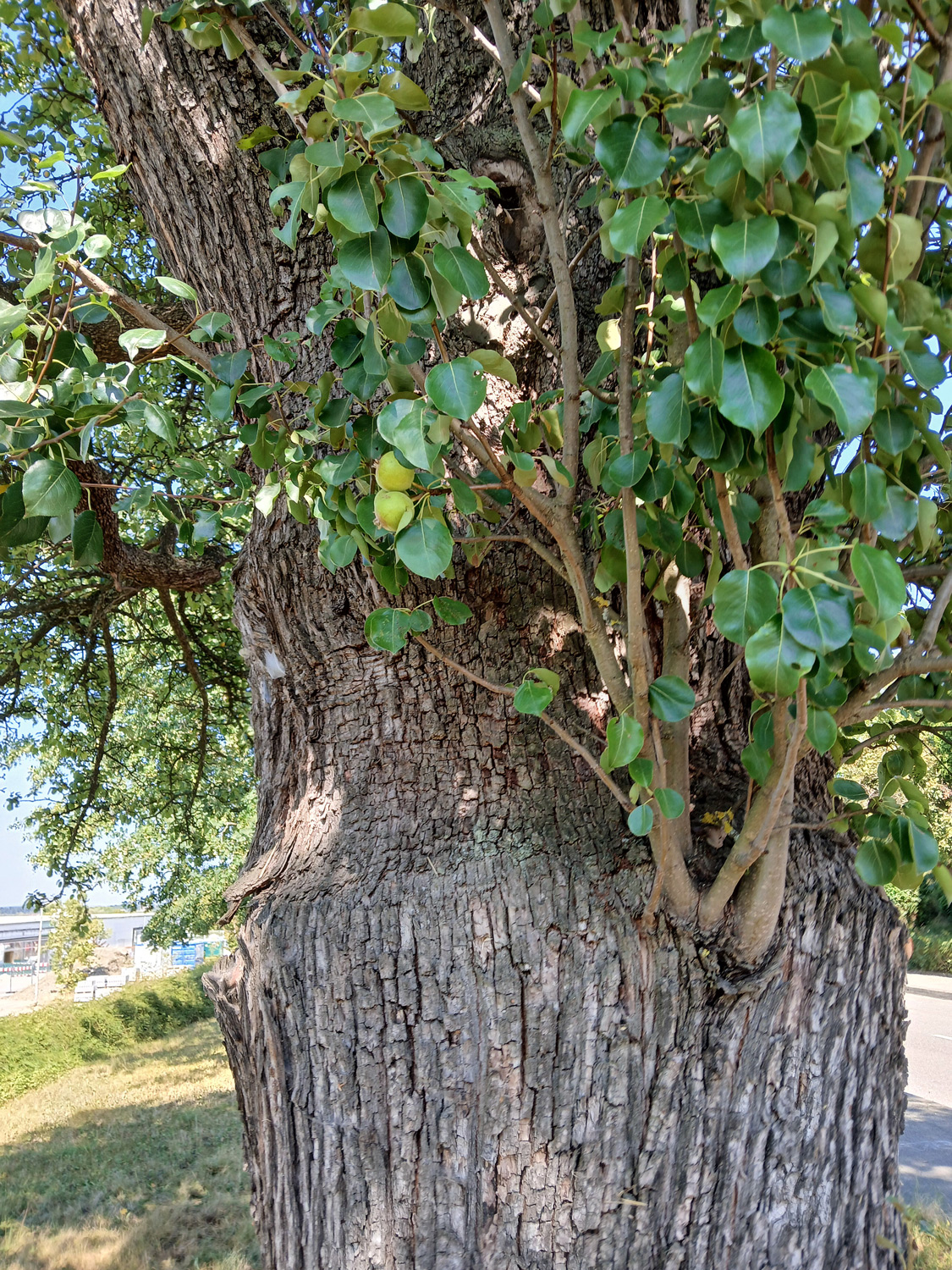 Pyrus communis 'Sievenicher Mostbirne' - Gomaringen - August 2025