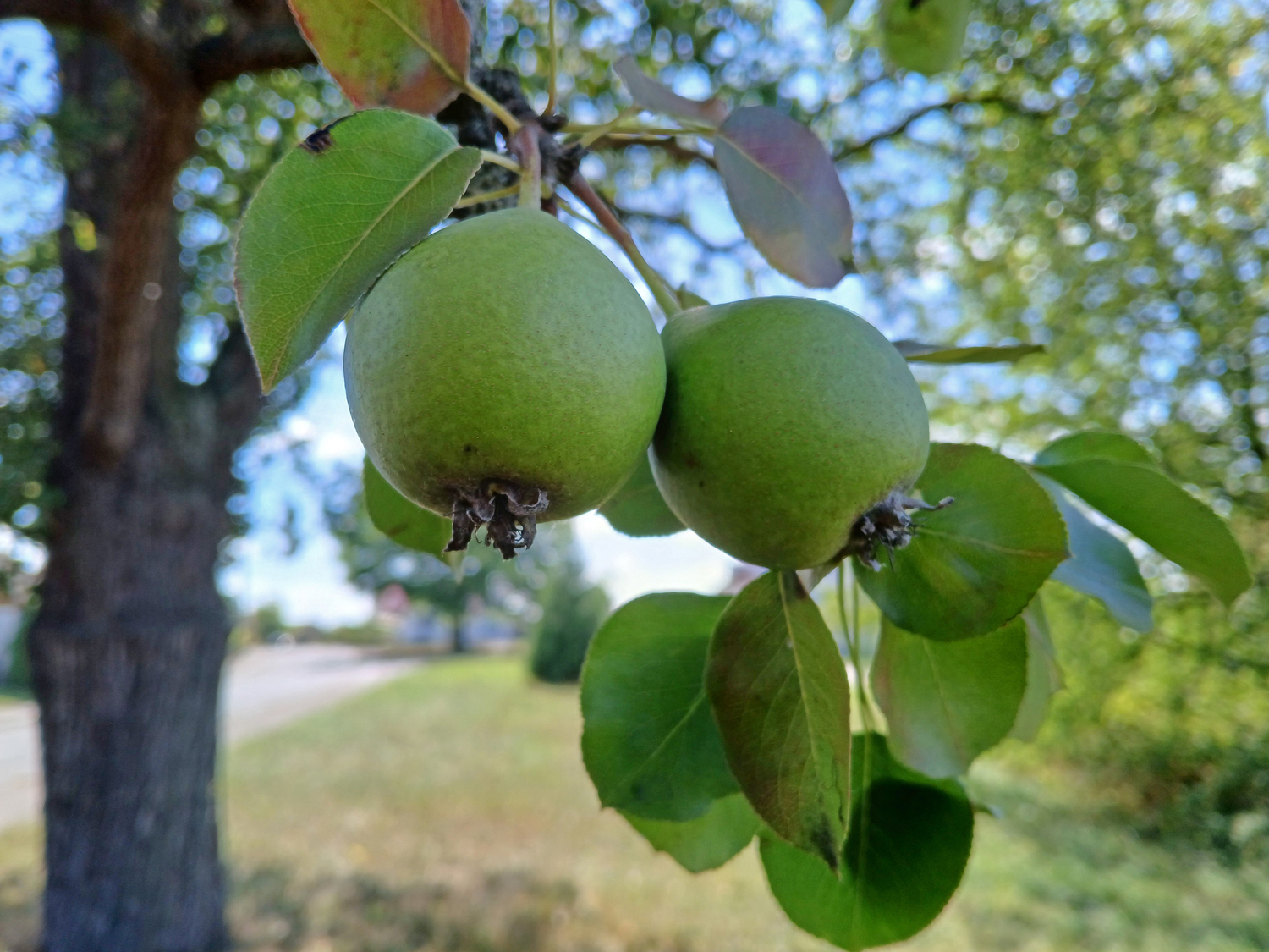 Pyrus communis 'Sievenicher Mostbirne' - Gomaringen - August 2025