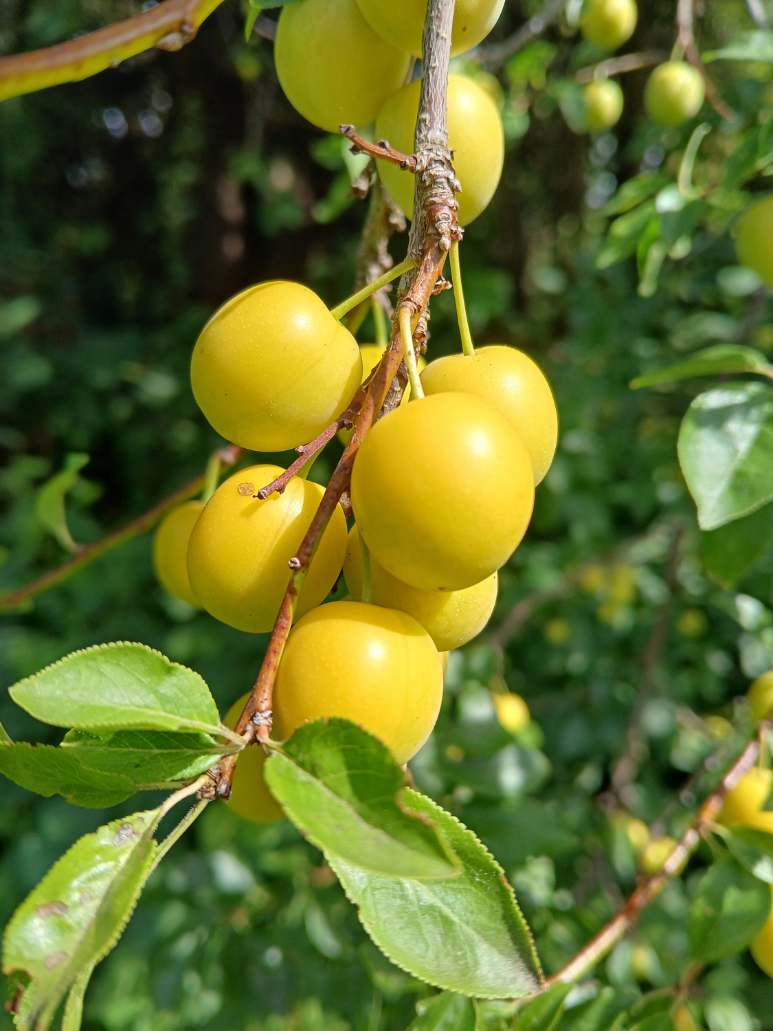 Prunus cerasifera var. divaricata - Kusterdingen-Jettenburg - August 2025