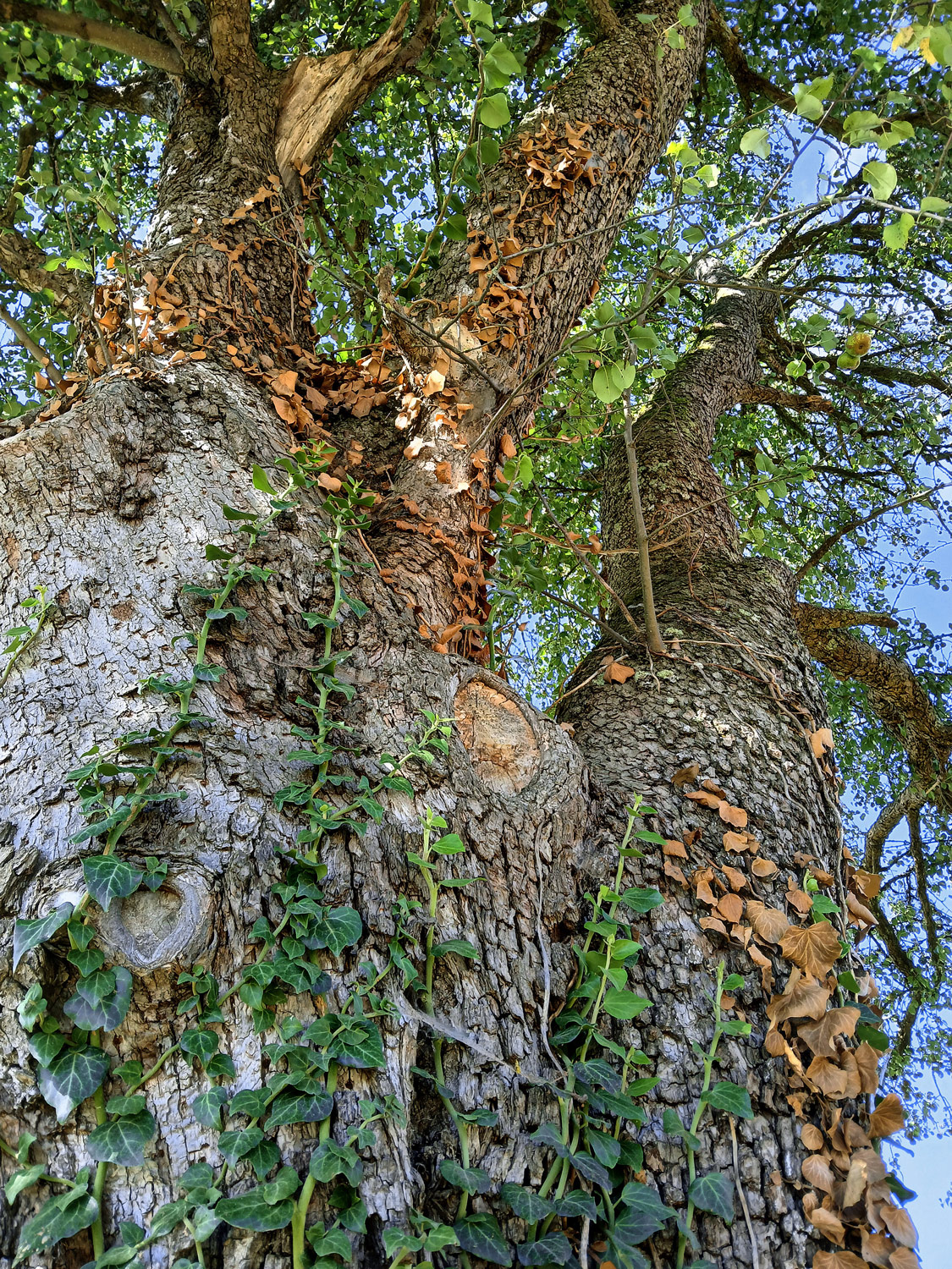 Pyrus communis 'Knollbirne' - Kusterdingen - Sept. 2024