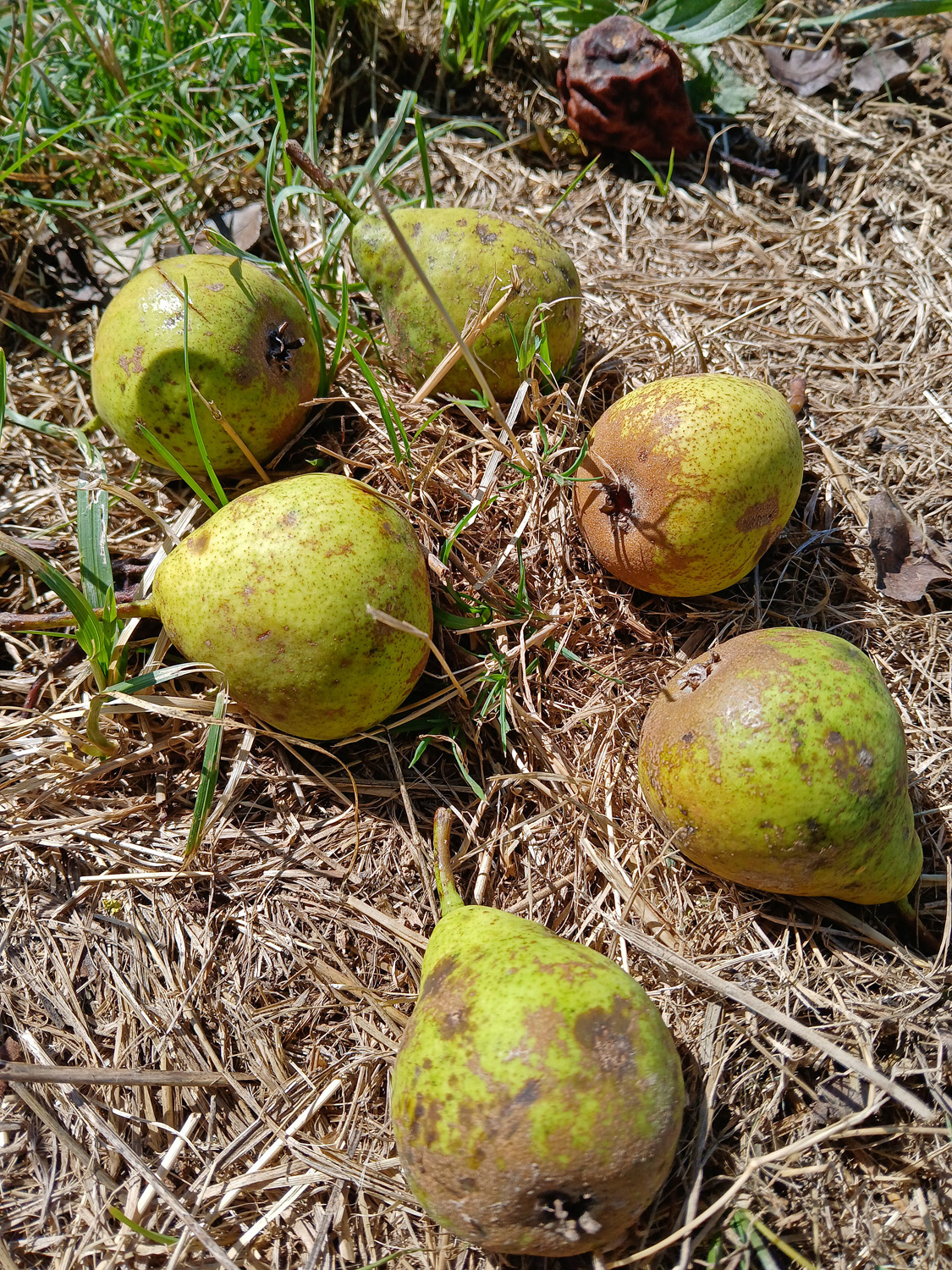 Pyrus communis 'Knollbirne' - Kusterdingen - Sept. 2024