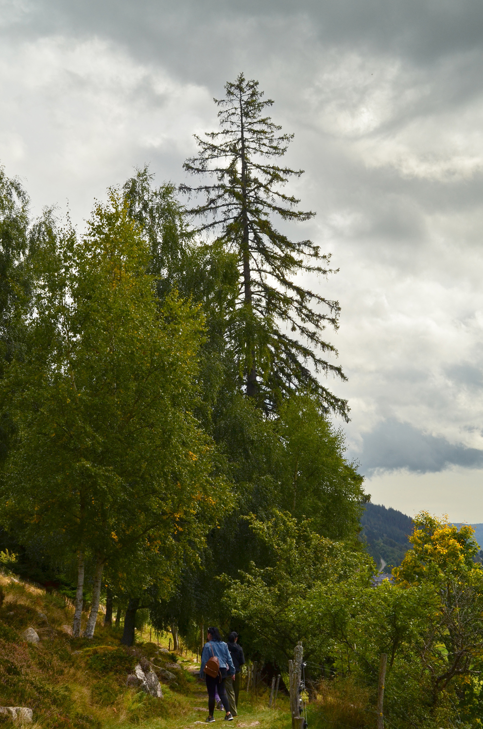 Picea abies - Menzenschwand - Sept. 2025