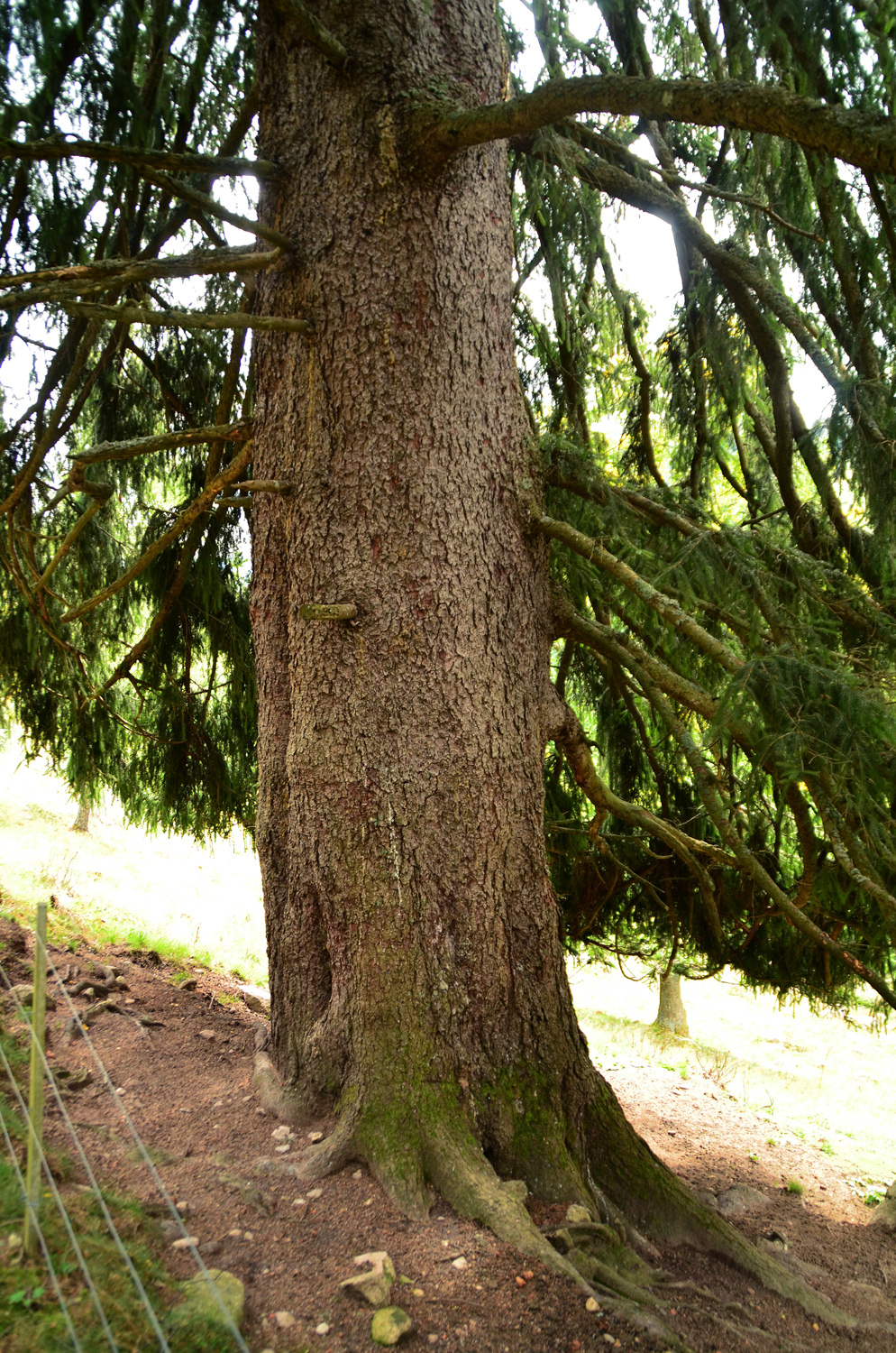 Picea abies - Menzenschwand - Sept. 2025