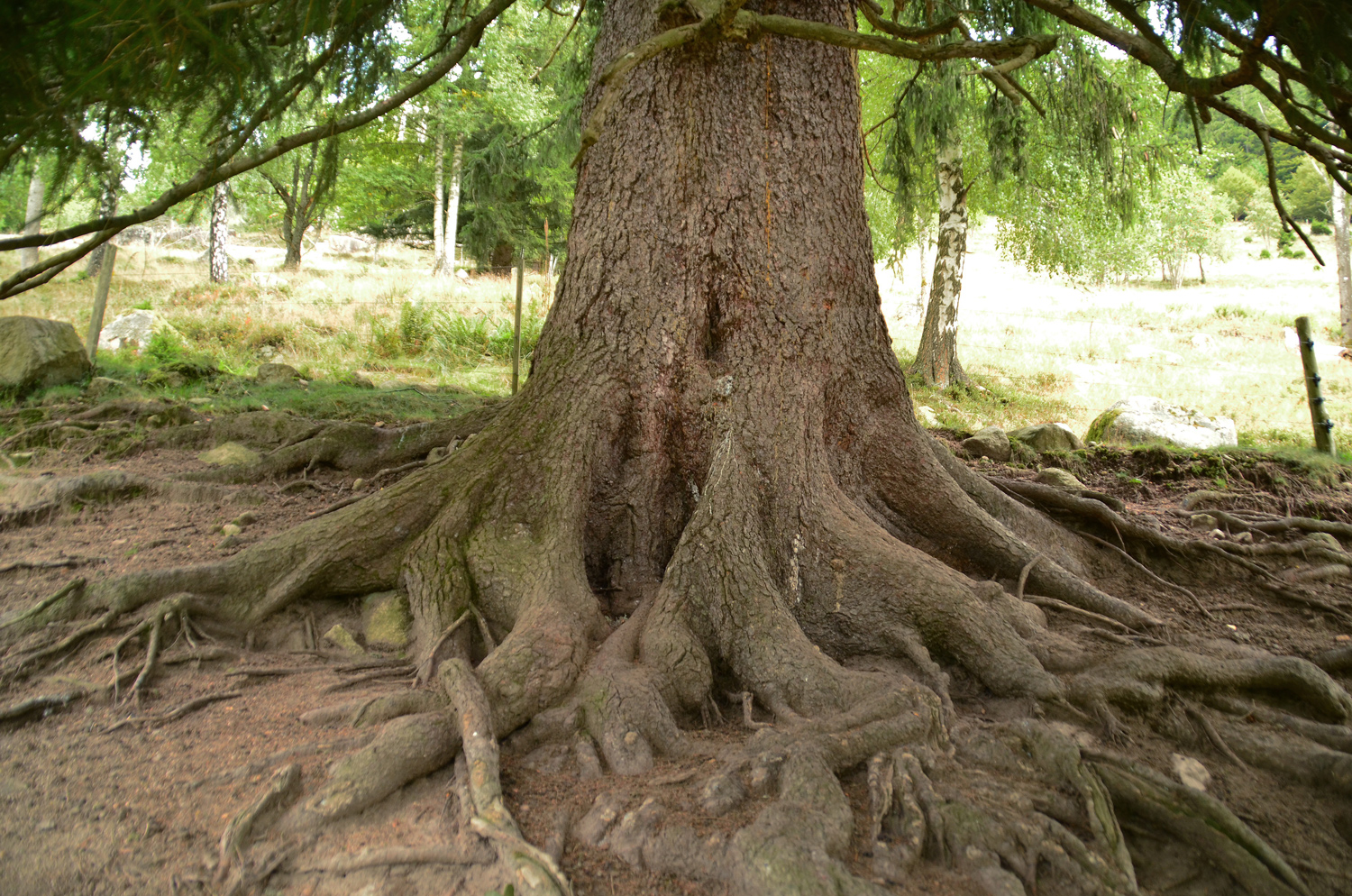 Picea abies - Menzenschwand - Sept. 2025