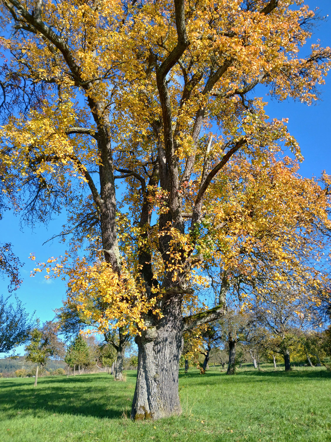 Pyrus communis 'Gelbmöstler' - Gomaringen - Okt. 2025