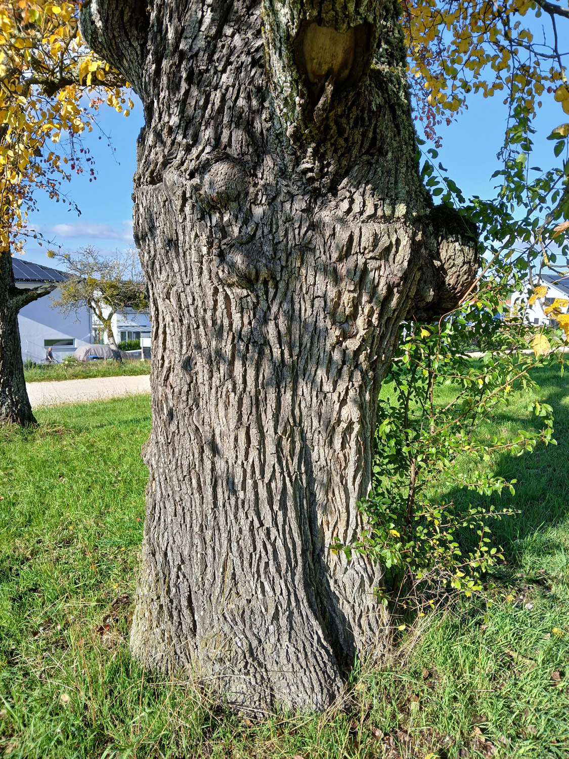 Pyrus communis 'Gelbmöstler' - Gomaringen - Okt. 2025