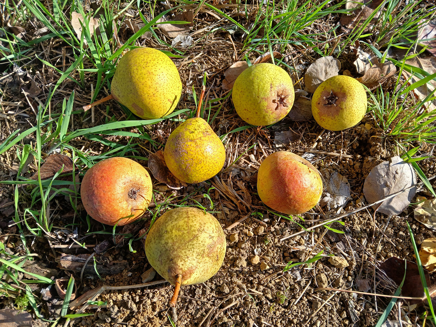 Pyrus communis 'Gelbmöstler' - Gomaringen - Okt. 2025