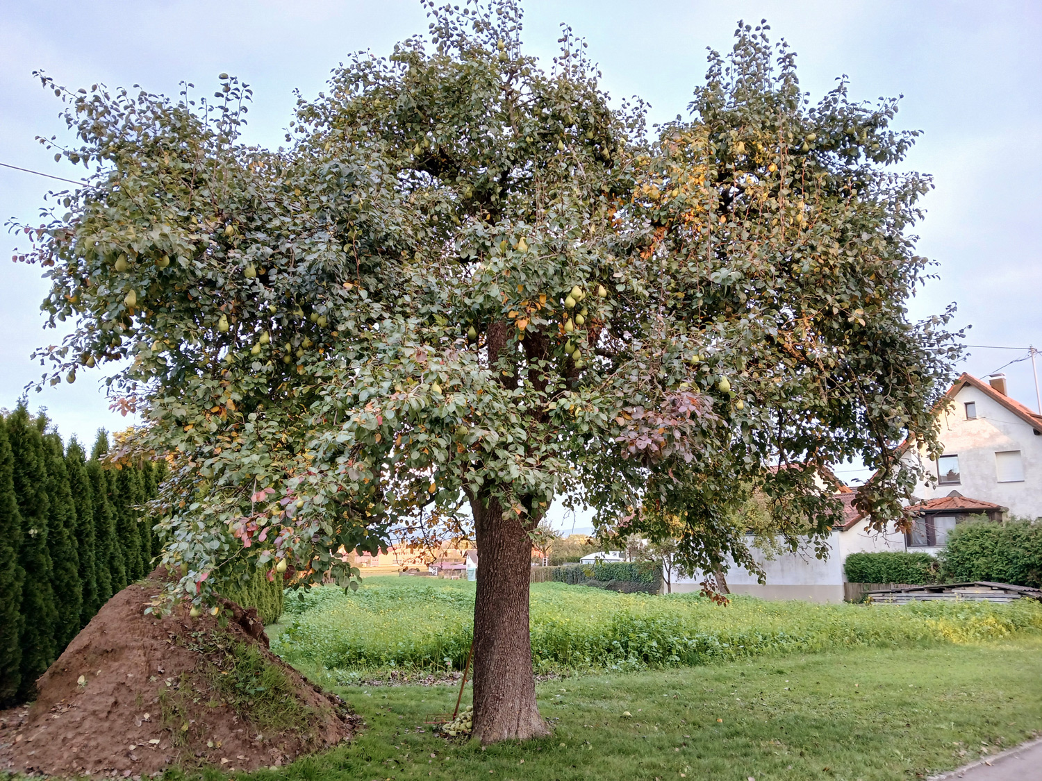 Pyrus communis 'Gräfin von Paris' - Kusterdingen-Jettenburg - Okt. 2025