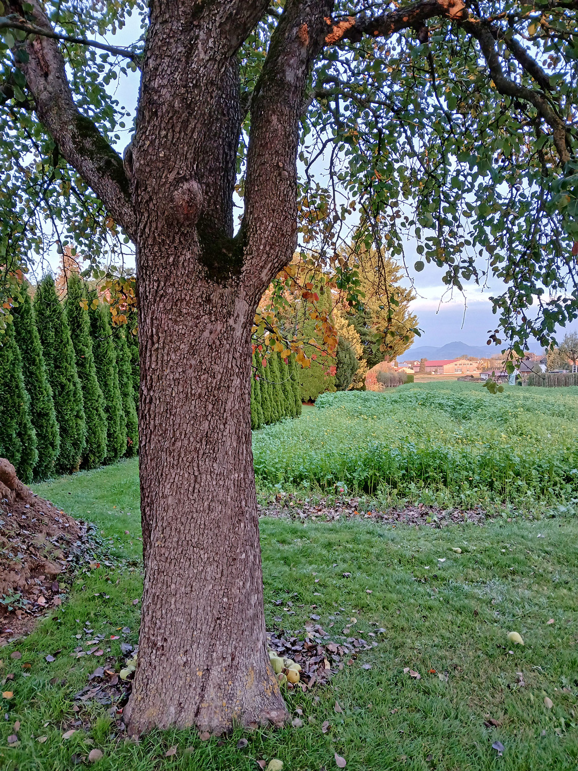 Pyrus communis 'Gräfin von Paris' - Kusterdingen-Jettenburg - Okt. 2025