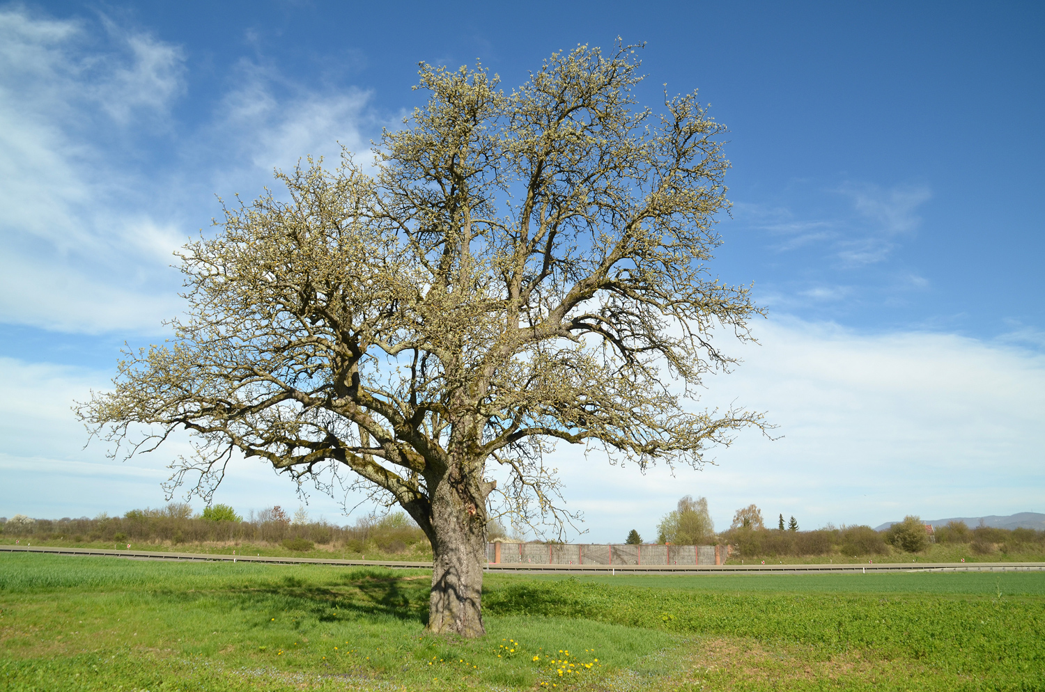 Pyrus communis 'Luxemburger Mostbirne' - Kusterdingen-Jettenburg - März 2024