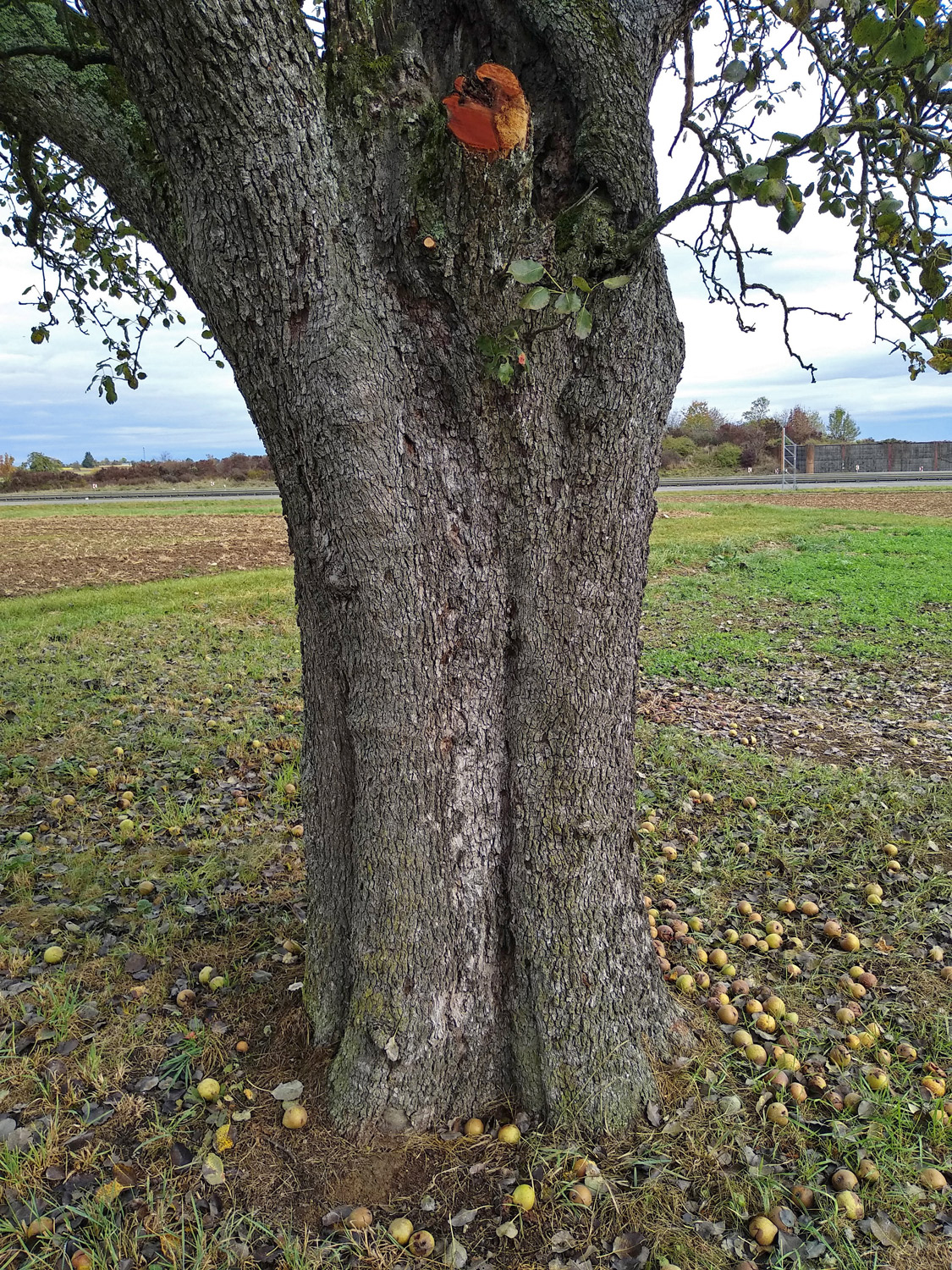 Pyrus communis 'Luxemburger Mostbirne' - Kusterdingen-Jettenburg - Okt. 2023