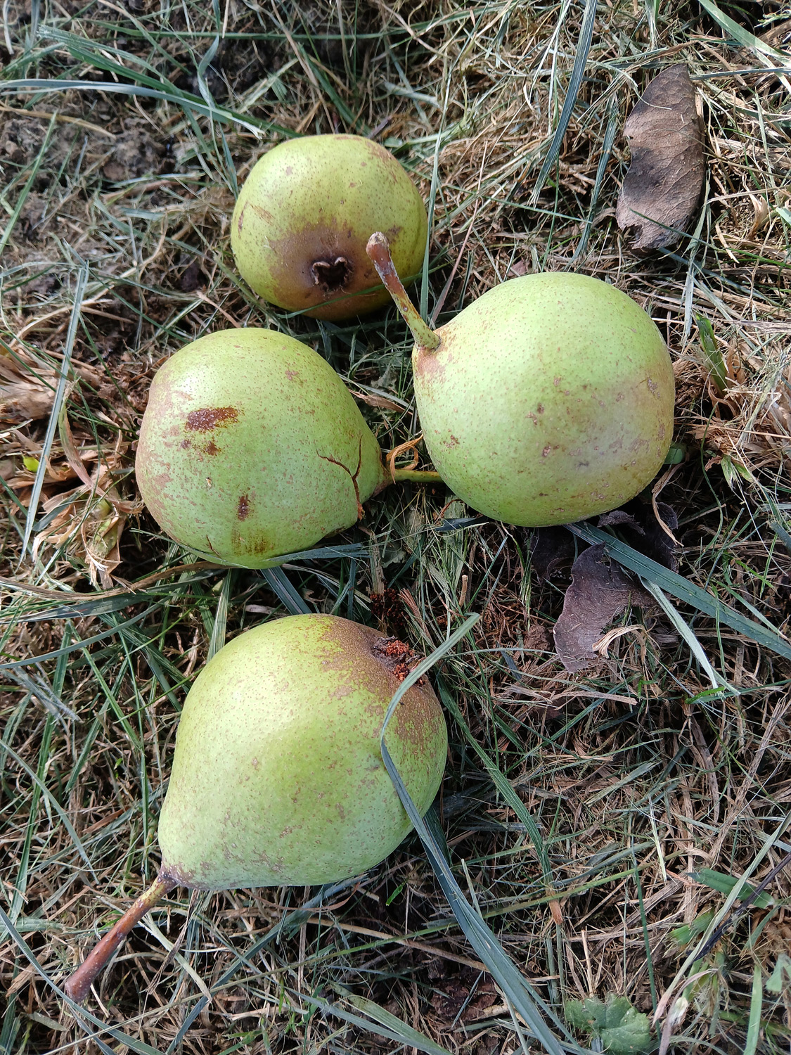 Pyrus communis 'Luxemburger Mostbirne' - Kusterdingen-Jettenburg - August 2024