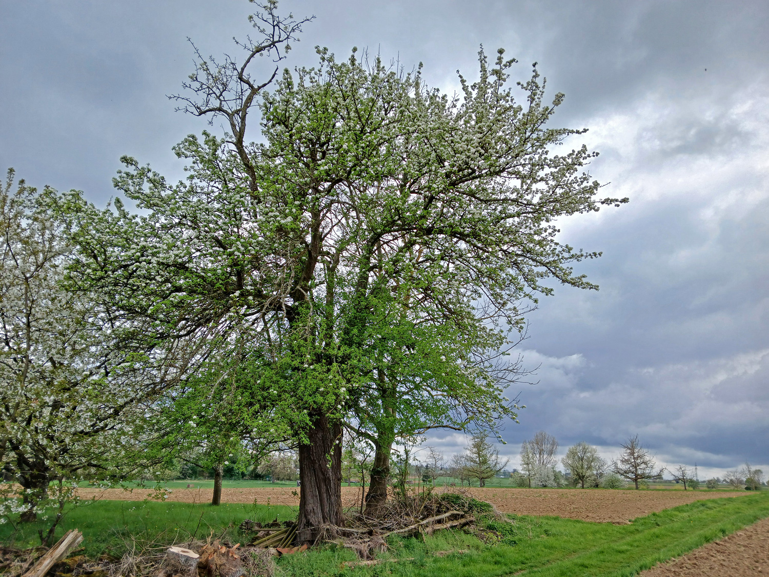 Pyrus pyraster - Kusterdingen-Jettenburg - April 2025